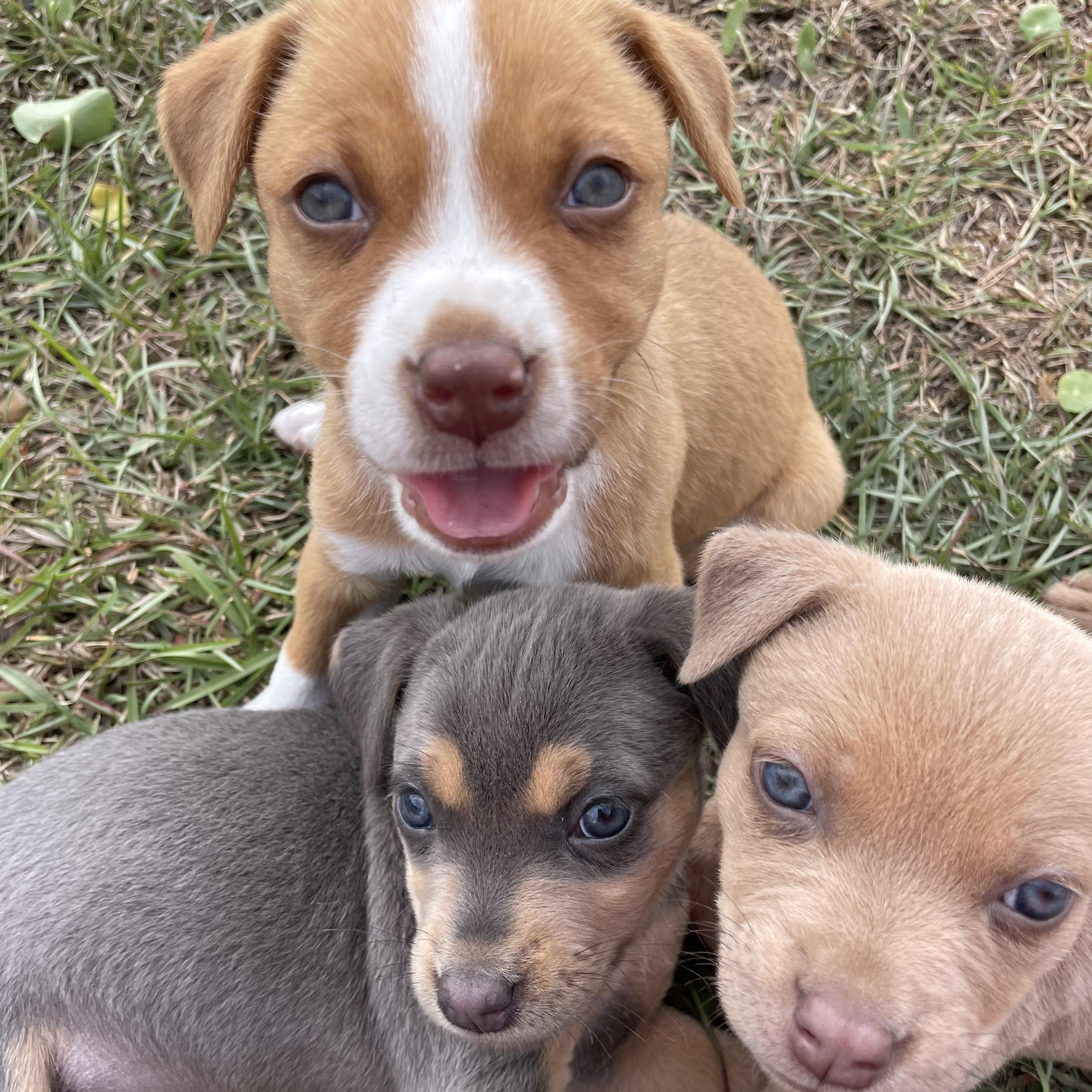 Enlarge Sunshine, an adopted mixed breed in Greensboro, NC image 4/5