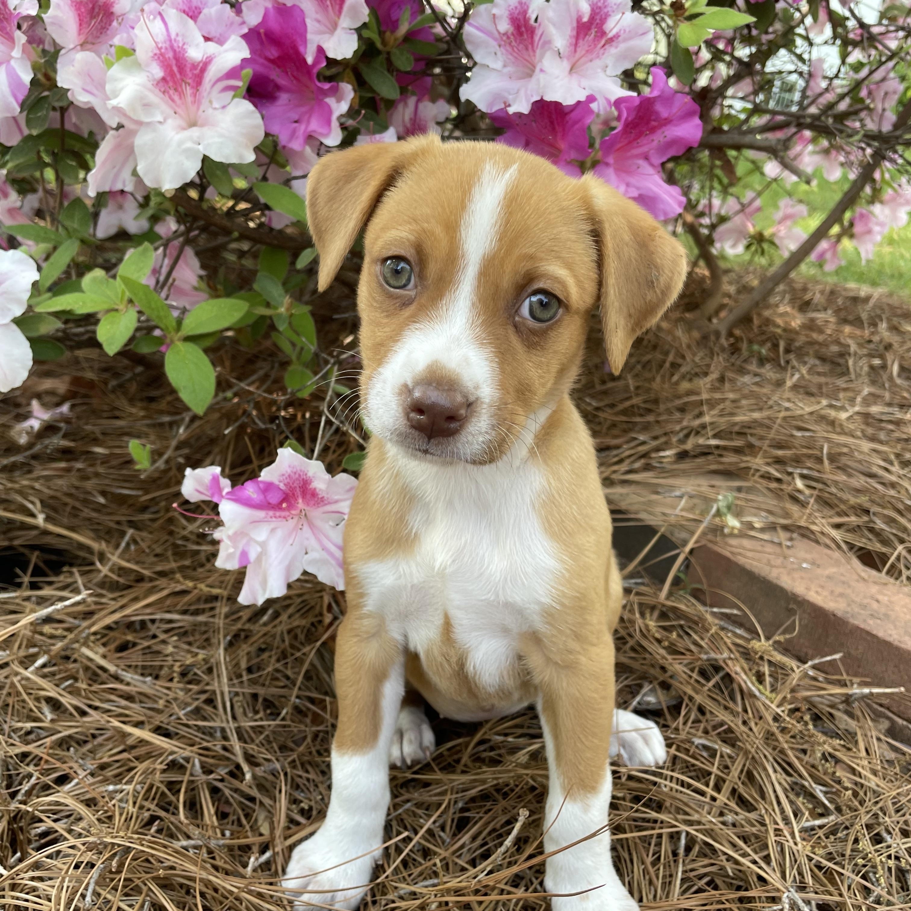 Enlarge Sunshine, an adopted mixed breed in Greensboro, NC image 1/5