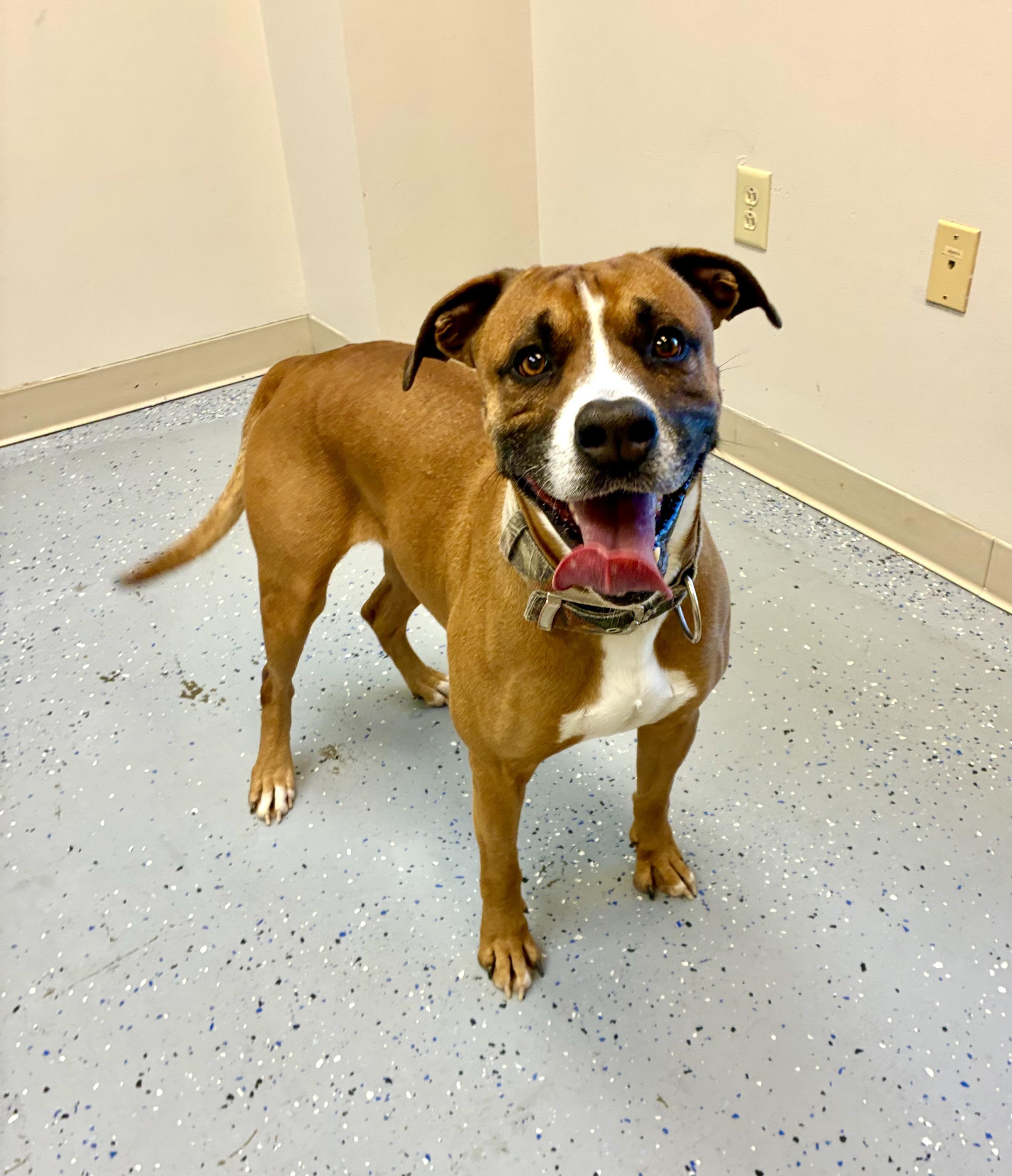 Jackson, adopted, Adult Male Boxer.