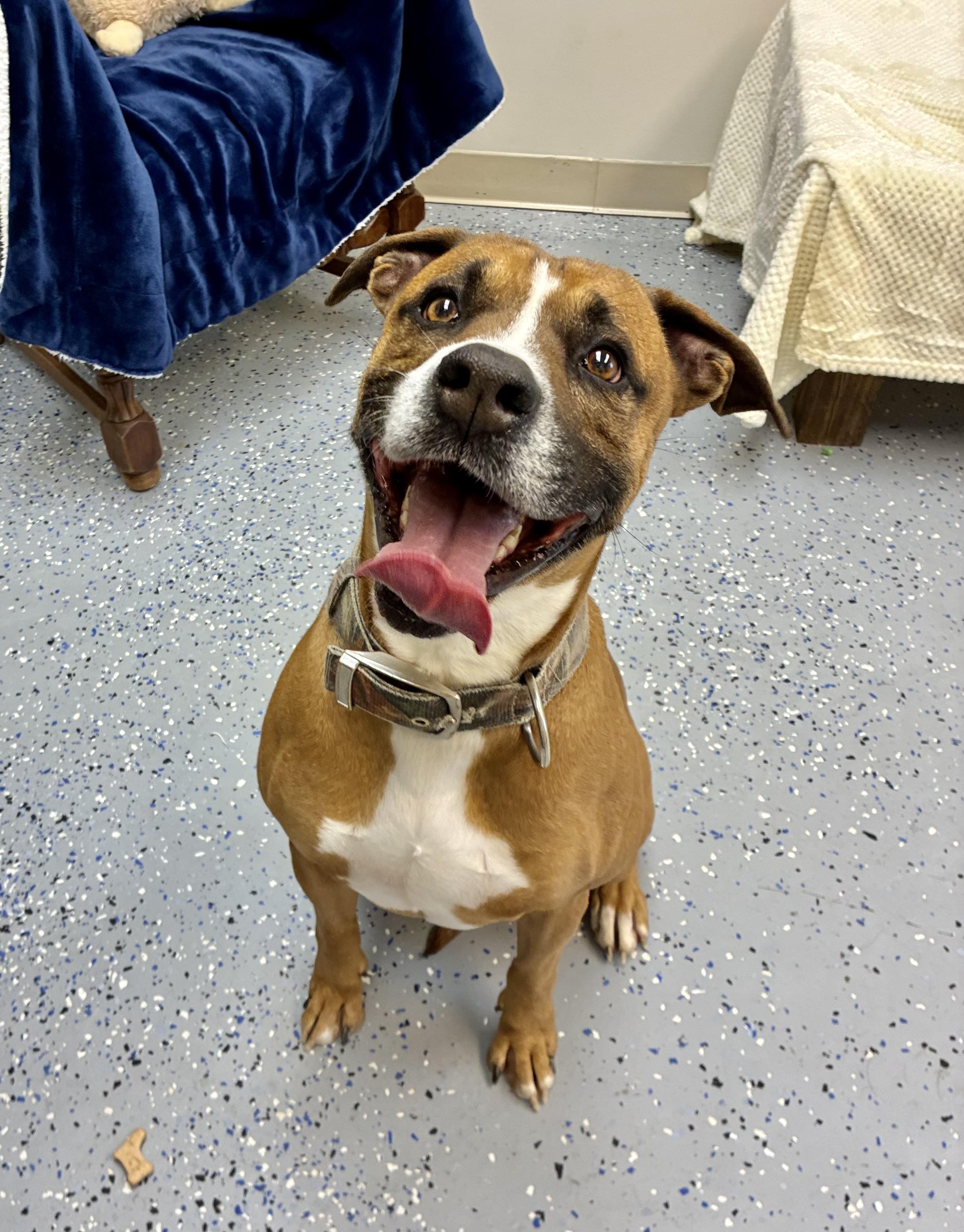 Enlarge Jackson, an adopted mixed breed in Senatobia, MS image 2/4