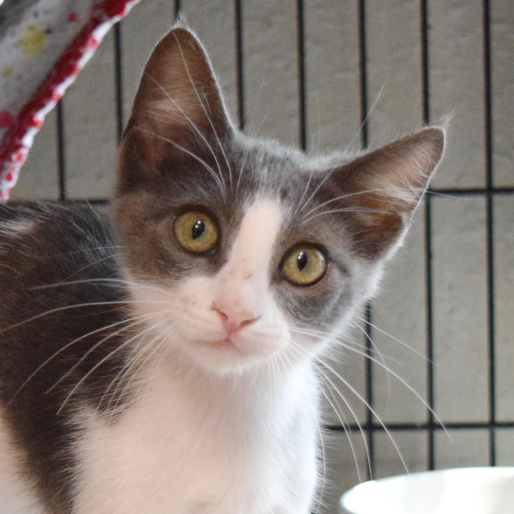 Franco, adopted, Kitten Male Domestic Short Hair.