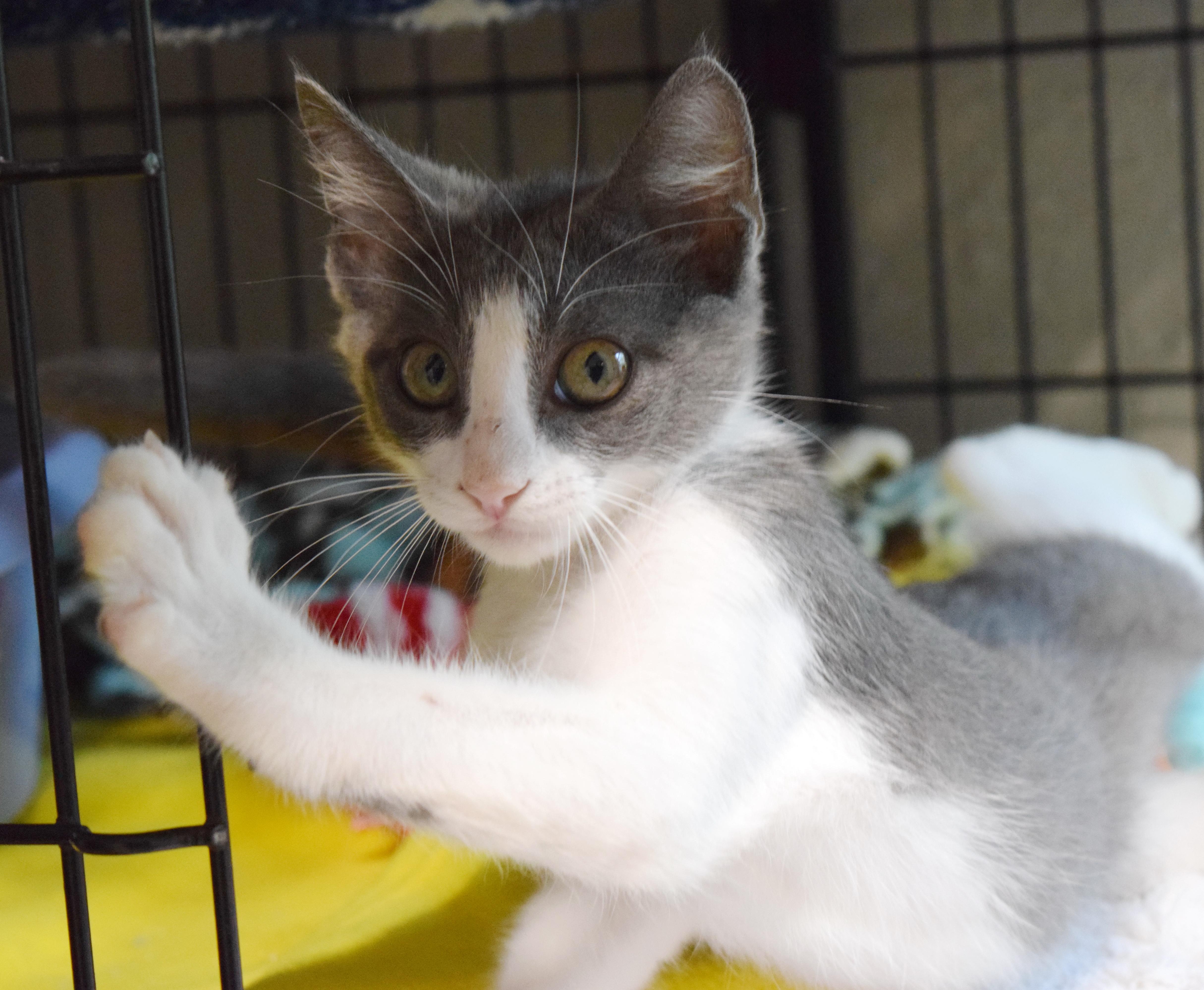 Franco, an adopted mixed breed in Bulverde, TX image 3/6
