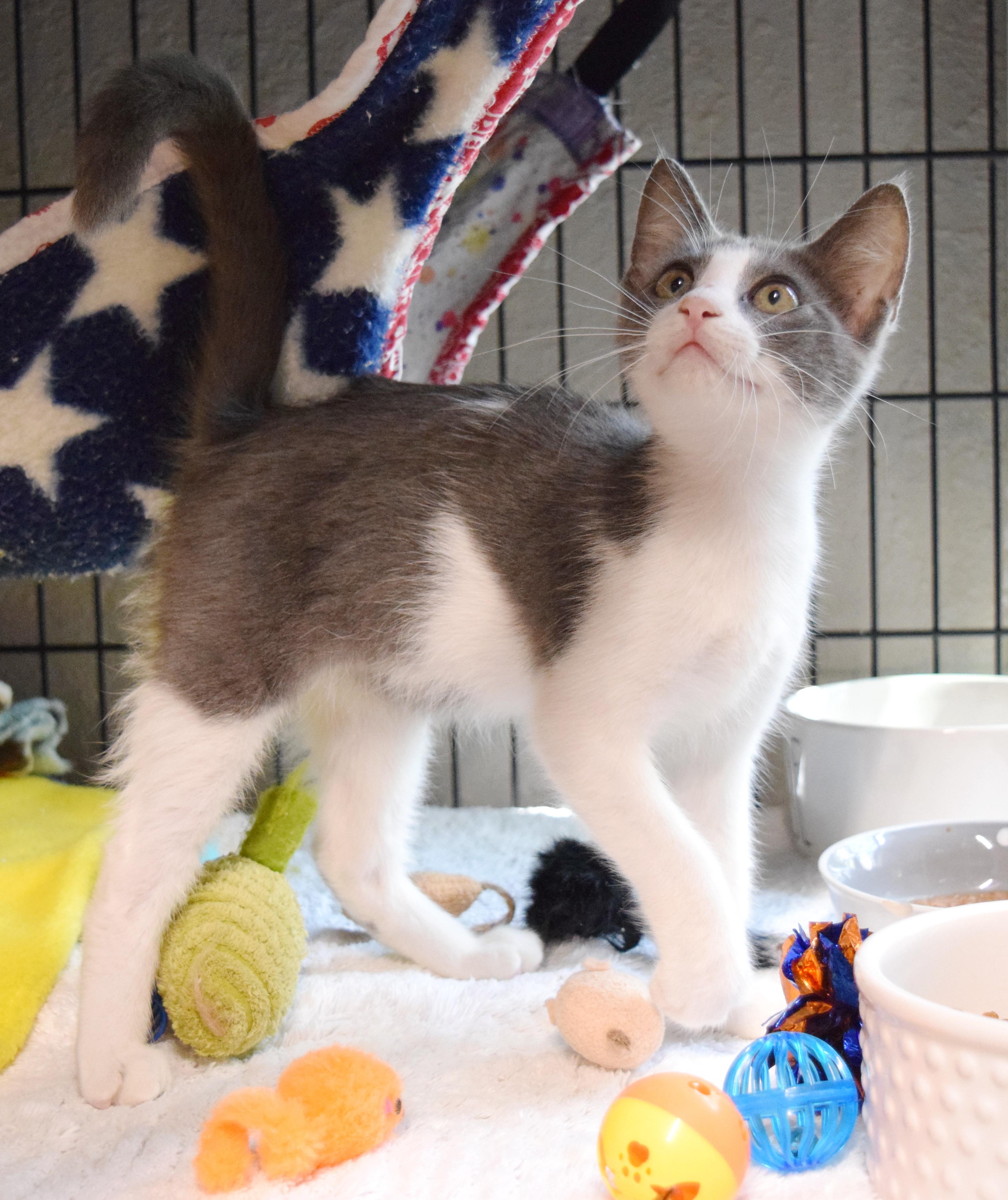 Franco, an adopted mixed breed in Bulverde, TX image 6/6