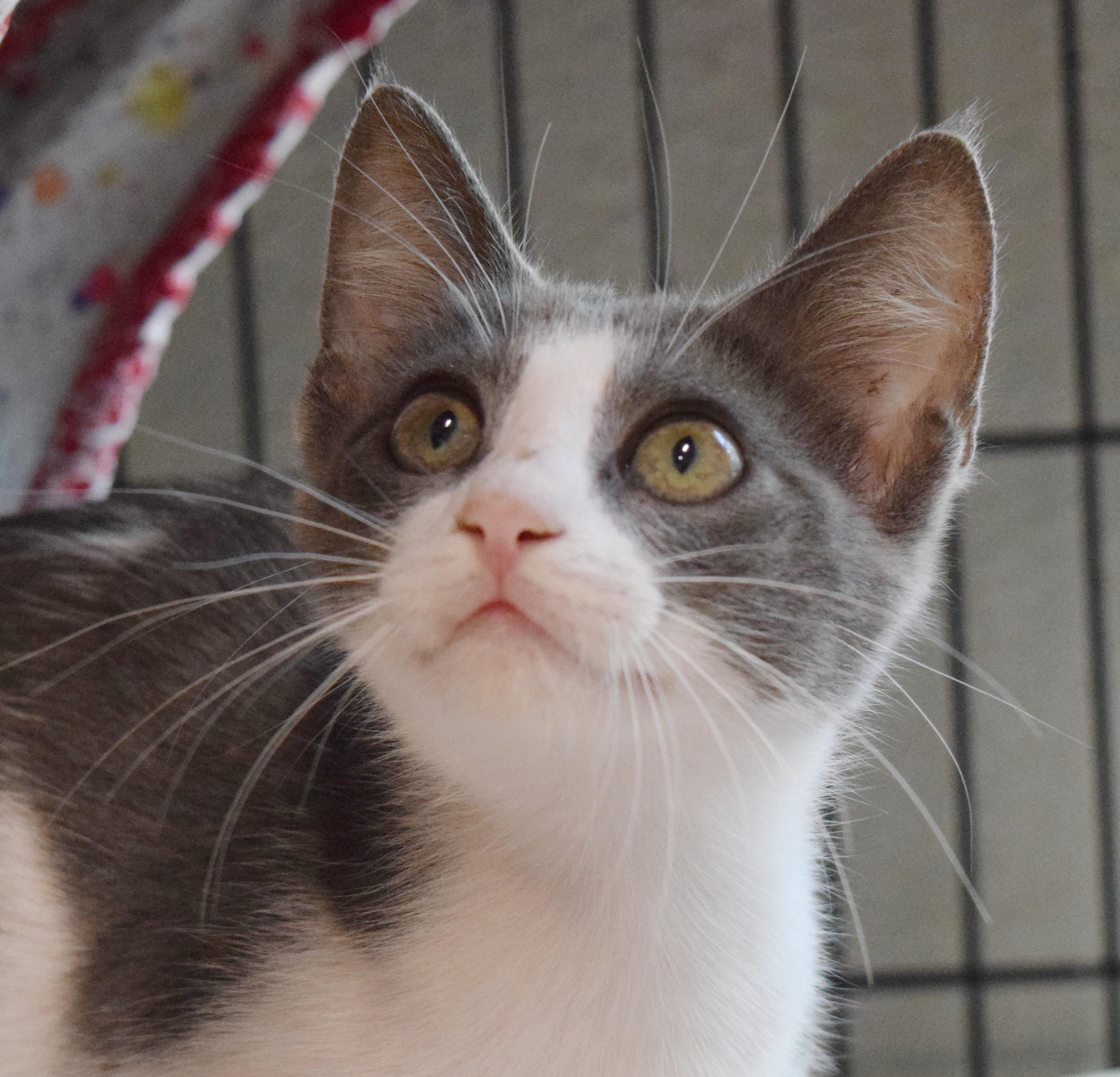 Franco, an adopted mixed breed in Bulverde, TX image 5/6