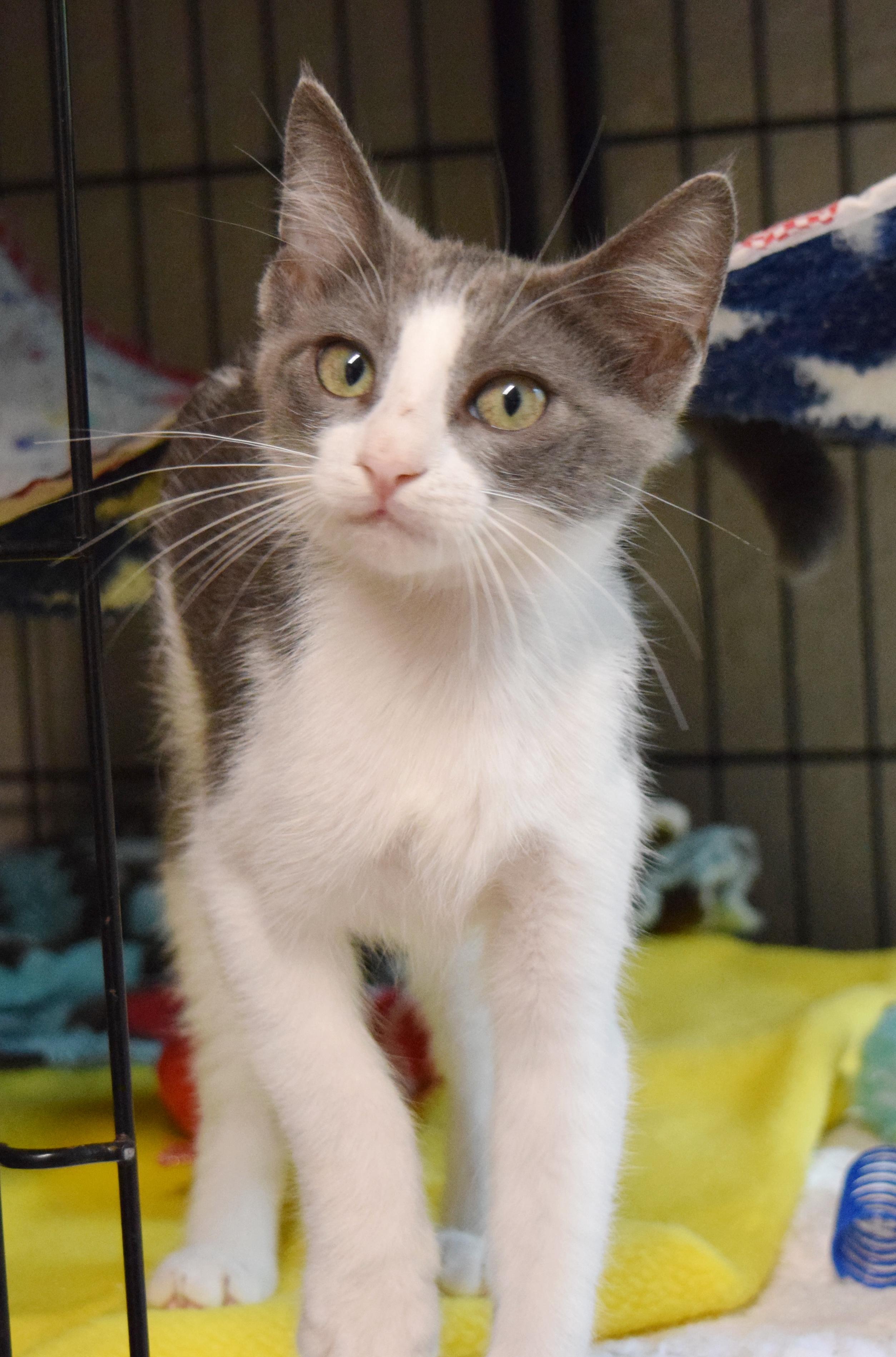 Franco, an adopted mixed breed in Bulverde, TX image 2/6