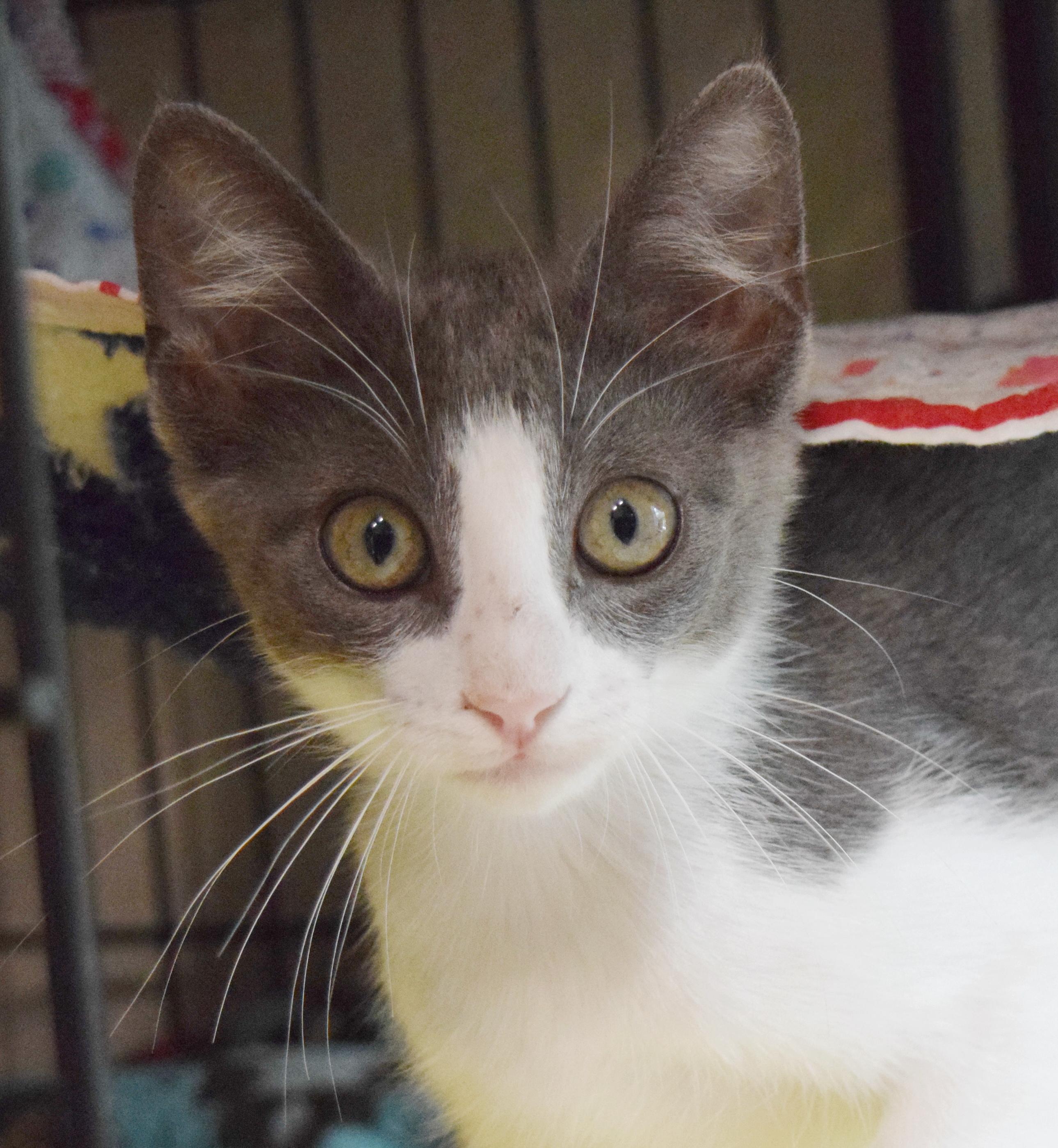 Franco, an adopted mixed breed in Bulverde, TX image 4/6