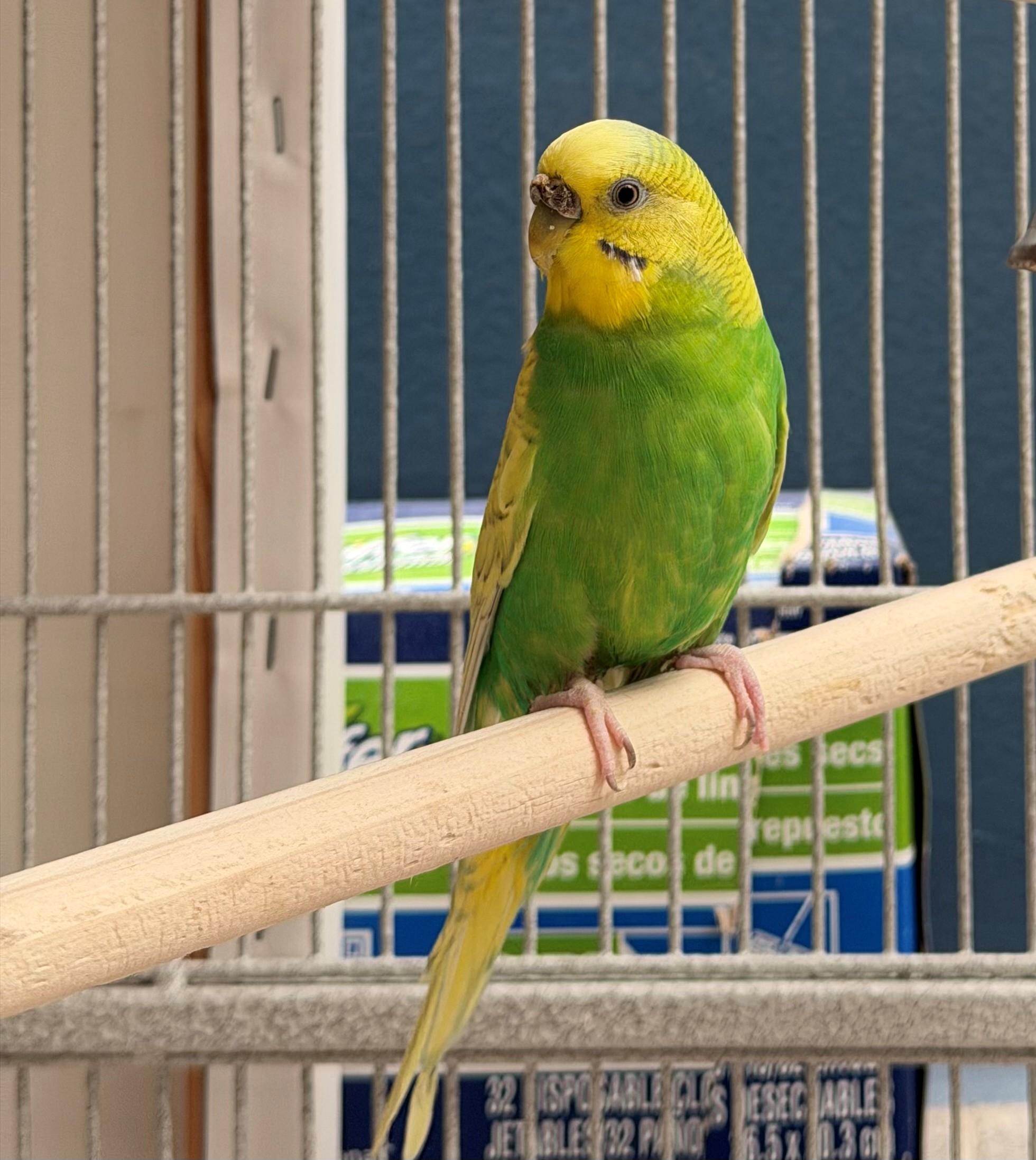 Enlarge Nyssa, an adopted Parakeet (Other) in Hamilton, ON image 6/6