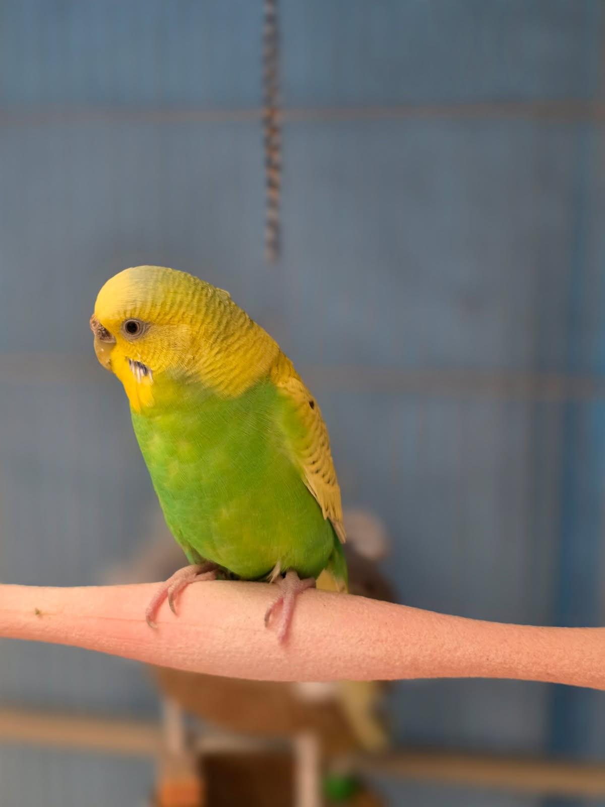 Enlarge Nyssa, an adopted Parakeet (Other) in Hamilton, ON image 3/6