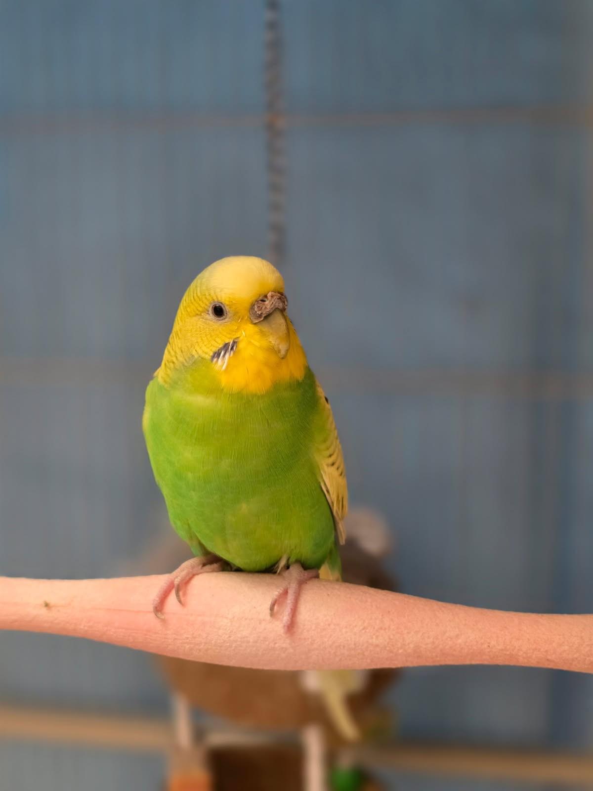 Enlarge Nyssa, an adopted Parakeet (Other) in Hamilton, ON image 2/6