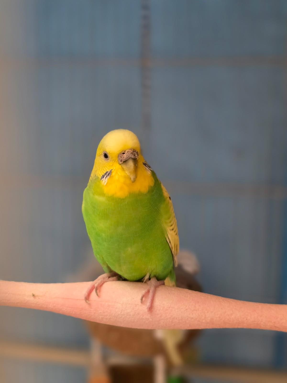 Nyssa, adopted, Senior Female Parakeet (Other).