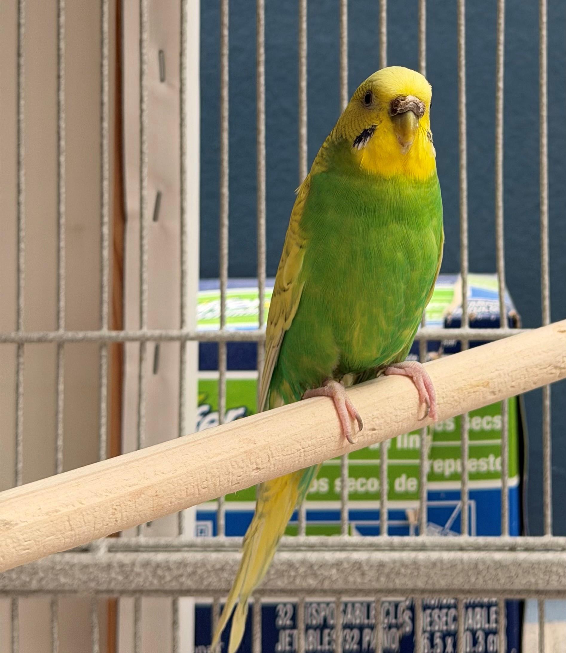 Enlarge Nyssa, an adopted Parakeet (Other) in Hamilton, ON image 5/6