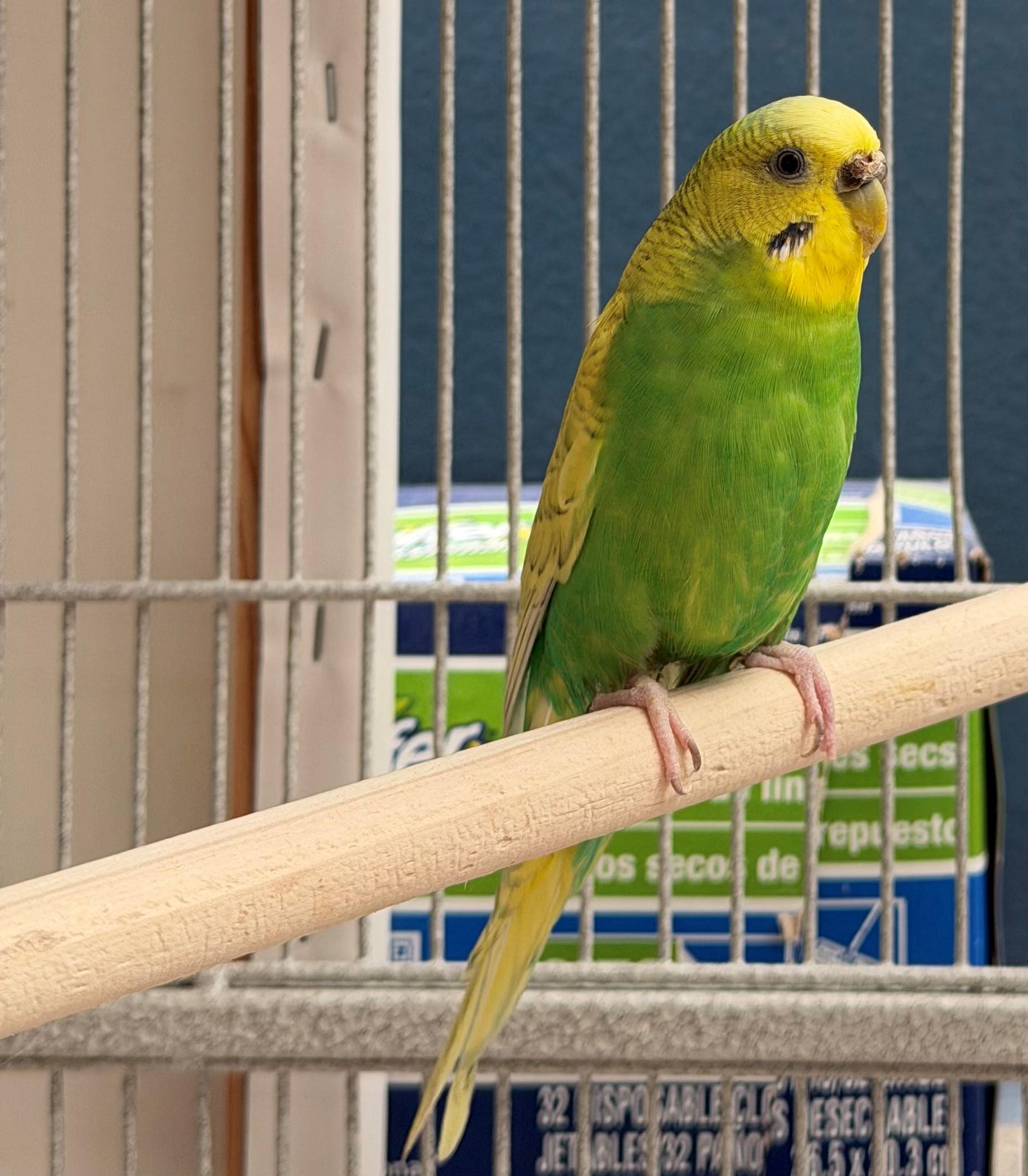 Enlarge Nyssa, an adopted Parakeet (Other) in Hamilton, ON image 4/6