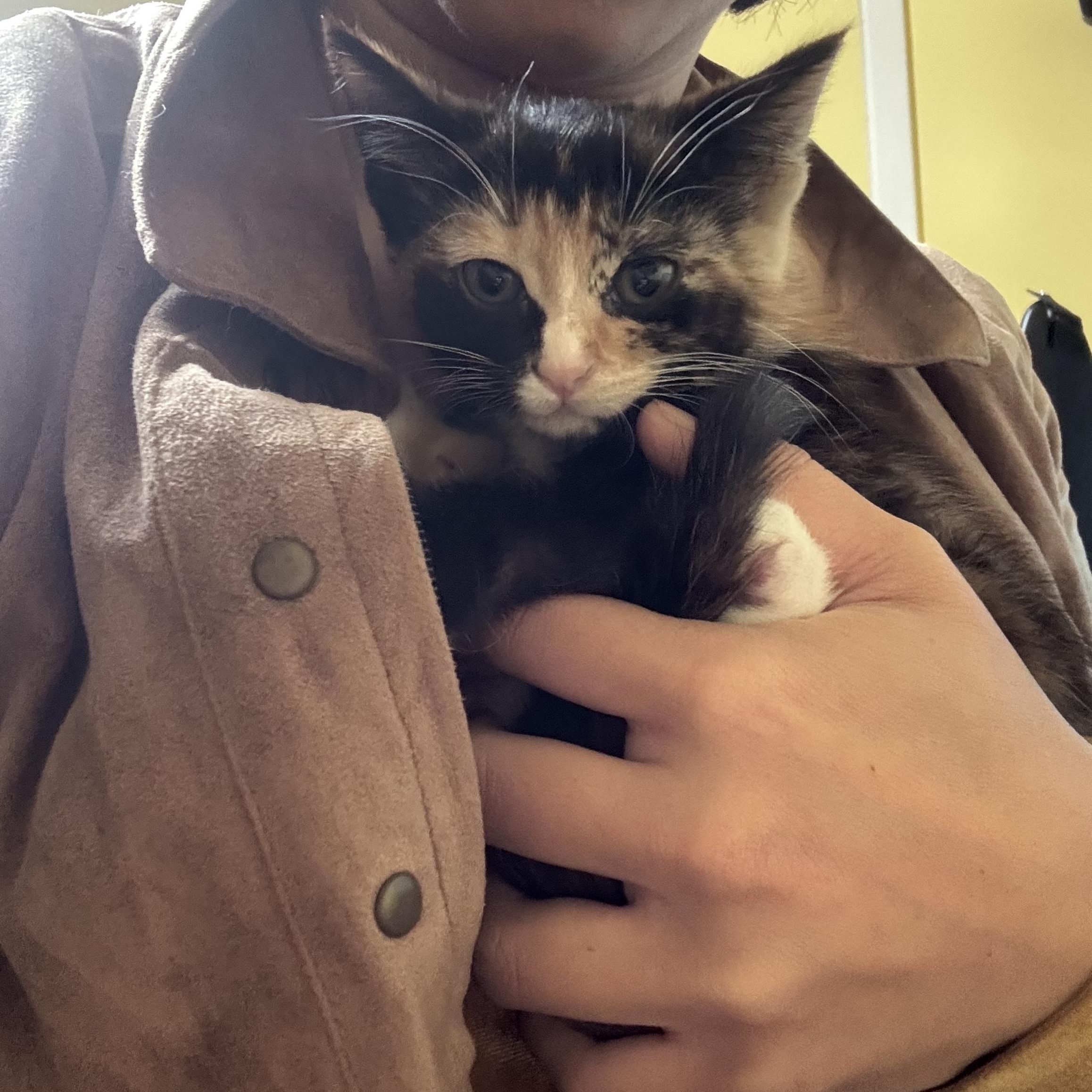 Enlarge Faye (Wong), a Adoptable Domestic Short Hair in Montreal, QC image 6/6