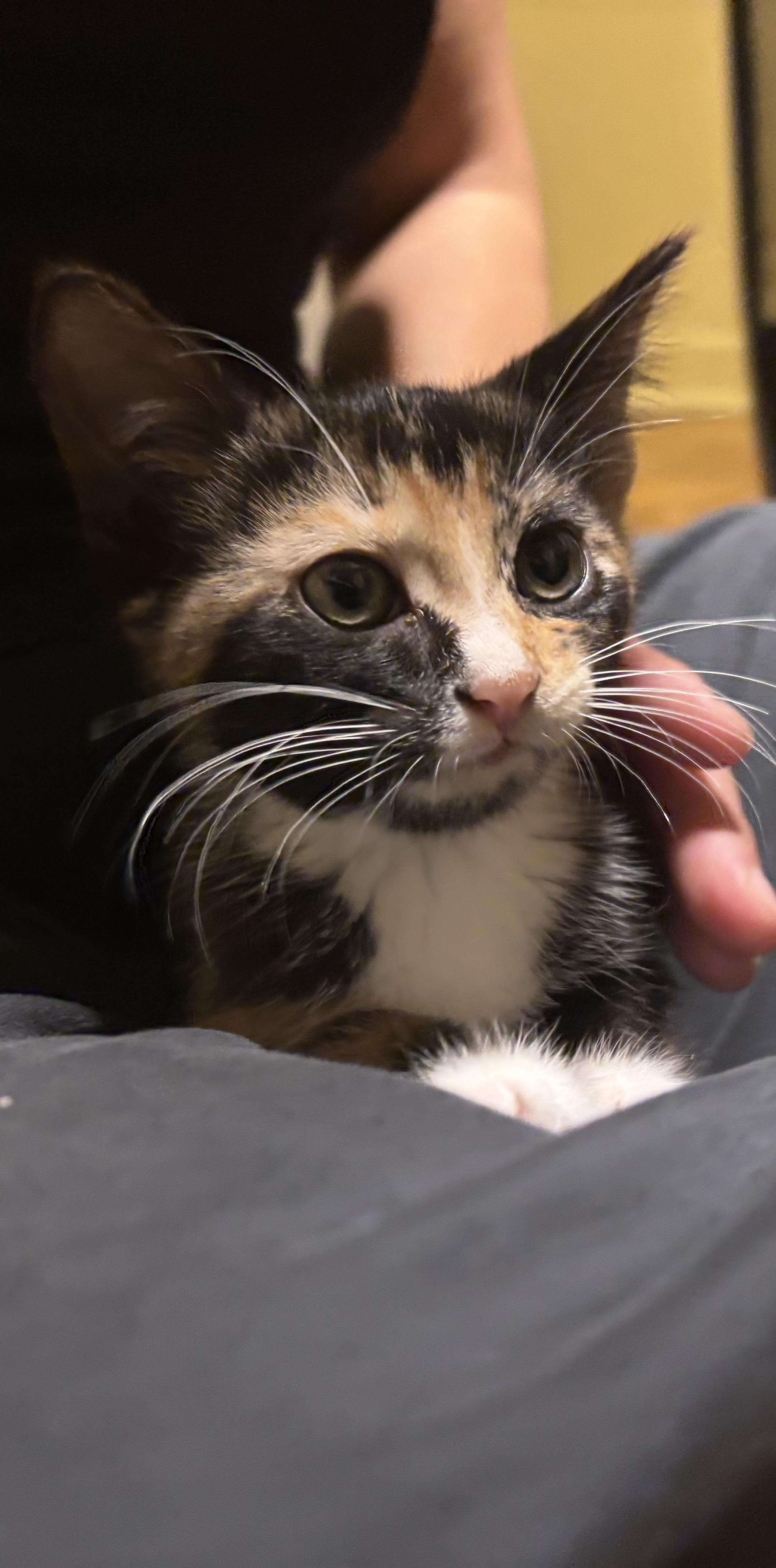 Enlarge Faye (Wong), a Adoptable Domestic Short Hair in Montreal, QC image 1/6