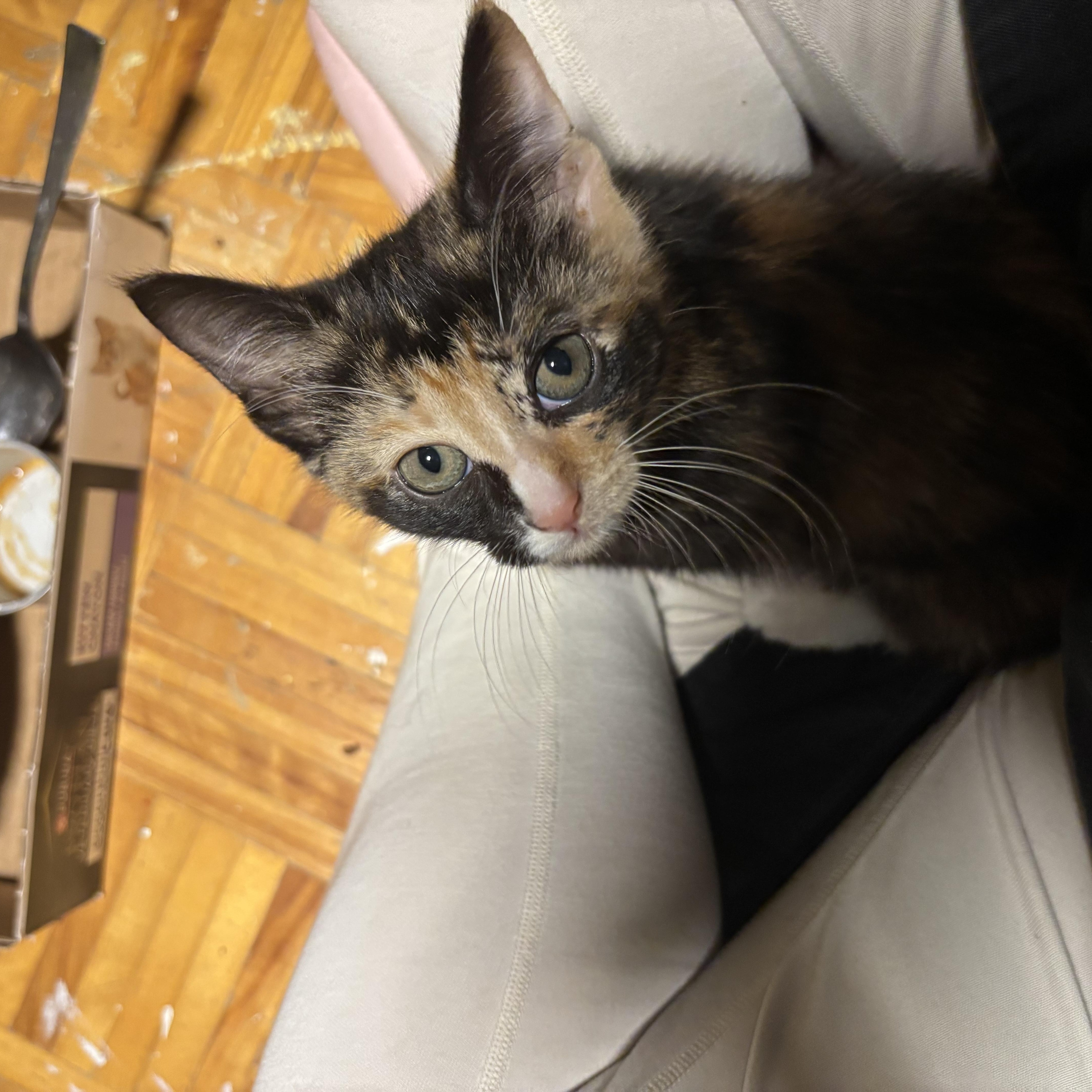 Enlarge Faye (Wong), a Adoptable Domestic Short Hair in Montreal, QC image 3/6