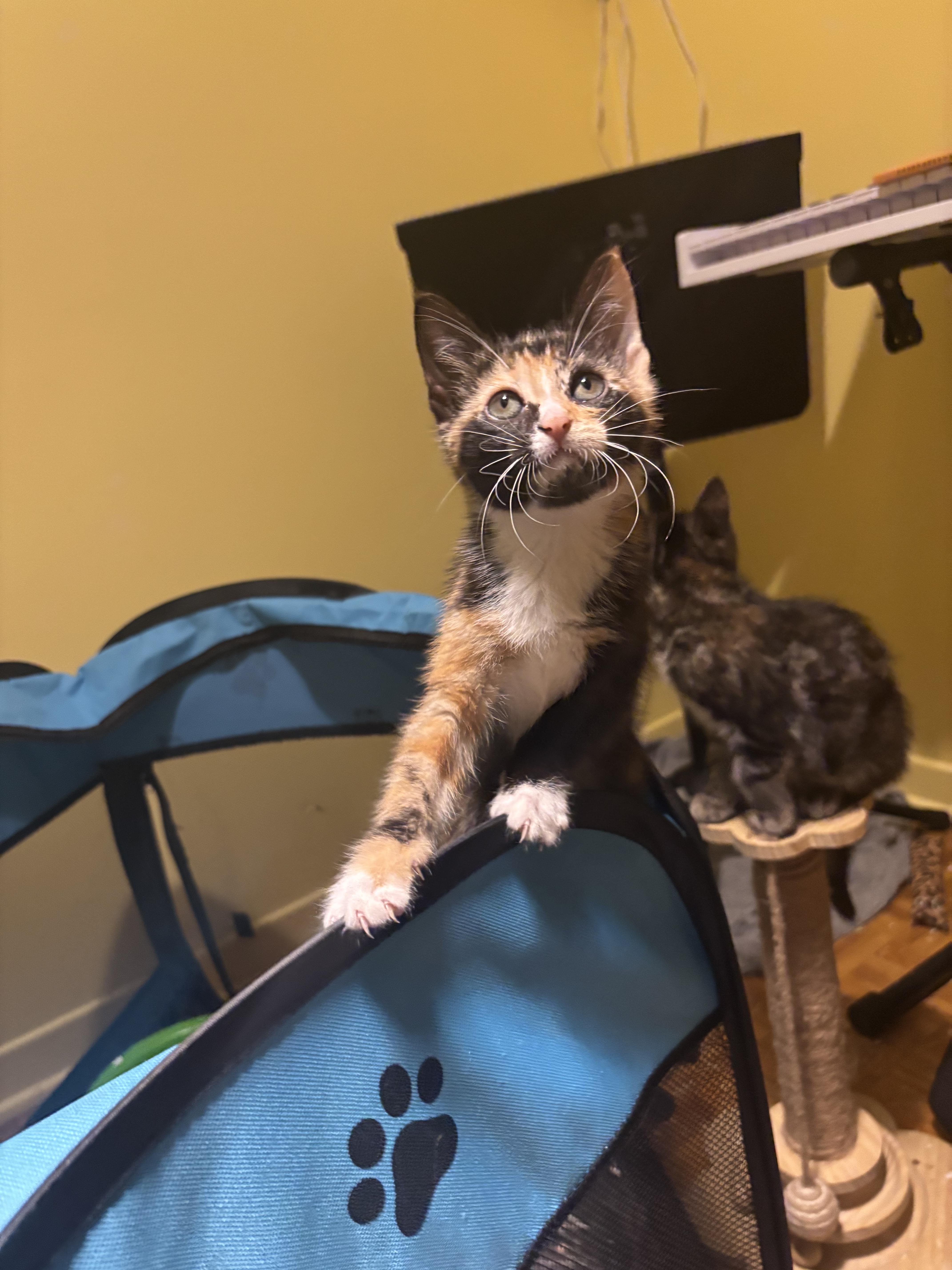 Enlarge Faye (Wong), a Adoptable Domestic Short Hair in Montreal, QC image 4/6