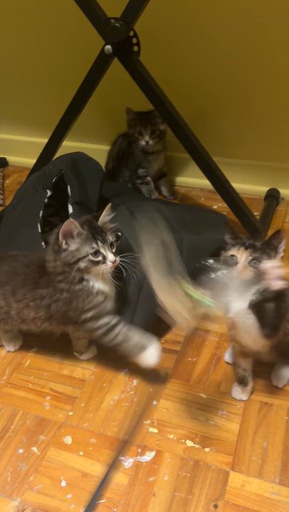 Enlarge Faye (Wong), a Adoptable Domestic Short Hair in Montreal, QC video 5/6