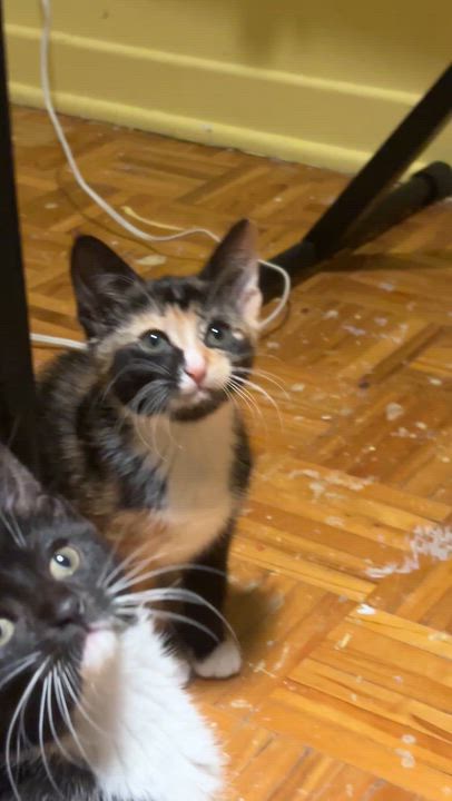 Enlarge Faye (Wong), a Adoptable Domestic Short Hair in Montreal, QC video 2/6