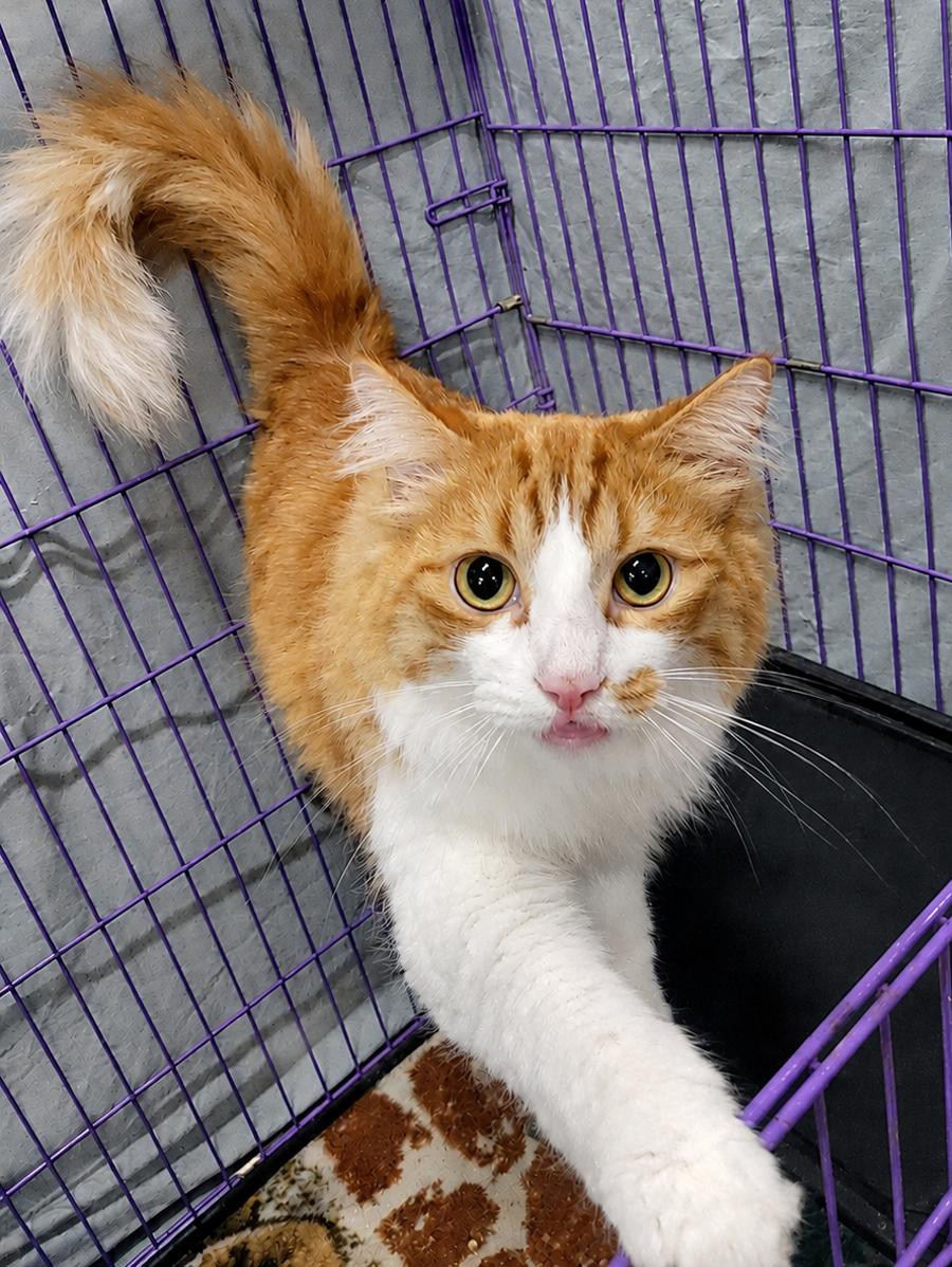 Flounder, Adoptable, Adult Male Domestic Long Hair.