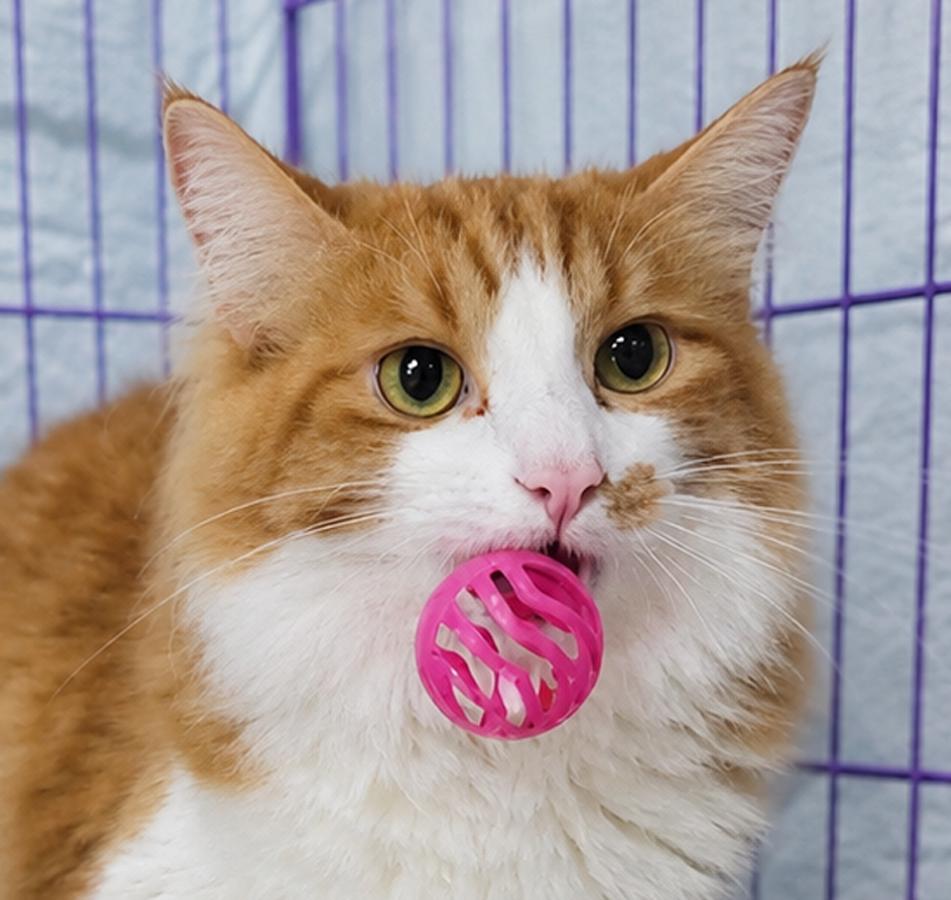 Enlarge Flounder, a Adoptable Domestic Long Hair in Cuyahoga Falls, OH image 2/3