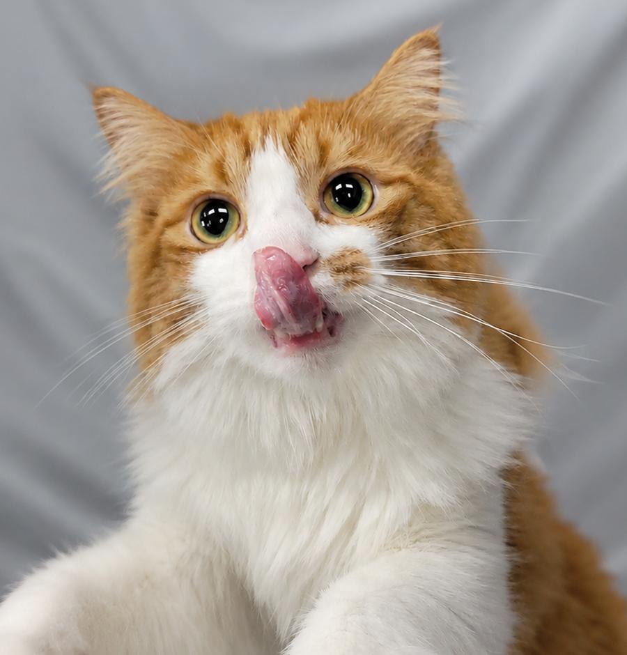Enlarge Flounder, a Adoptable Domestic Long Hair in Cuyahoga Falls, OH image 3/3