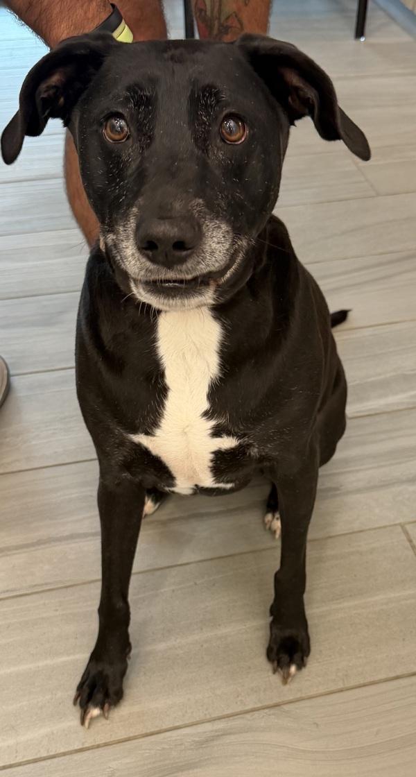 Enlarge Luna, a Adoptable mixed breed in Lafayette, LA image 1/1