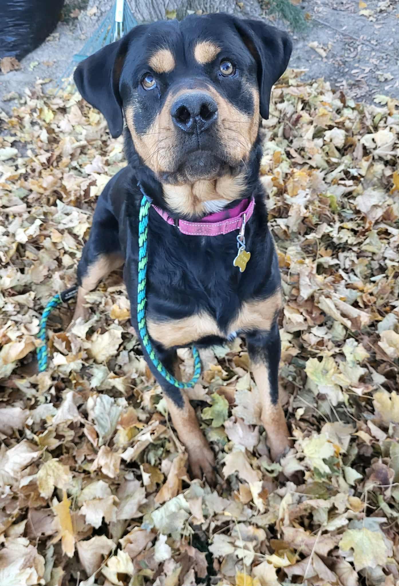 Enlarge Urzila, a Adoptable Rottweiler in Salt Lake City, UT image 1/3
