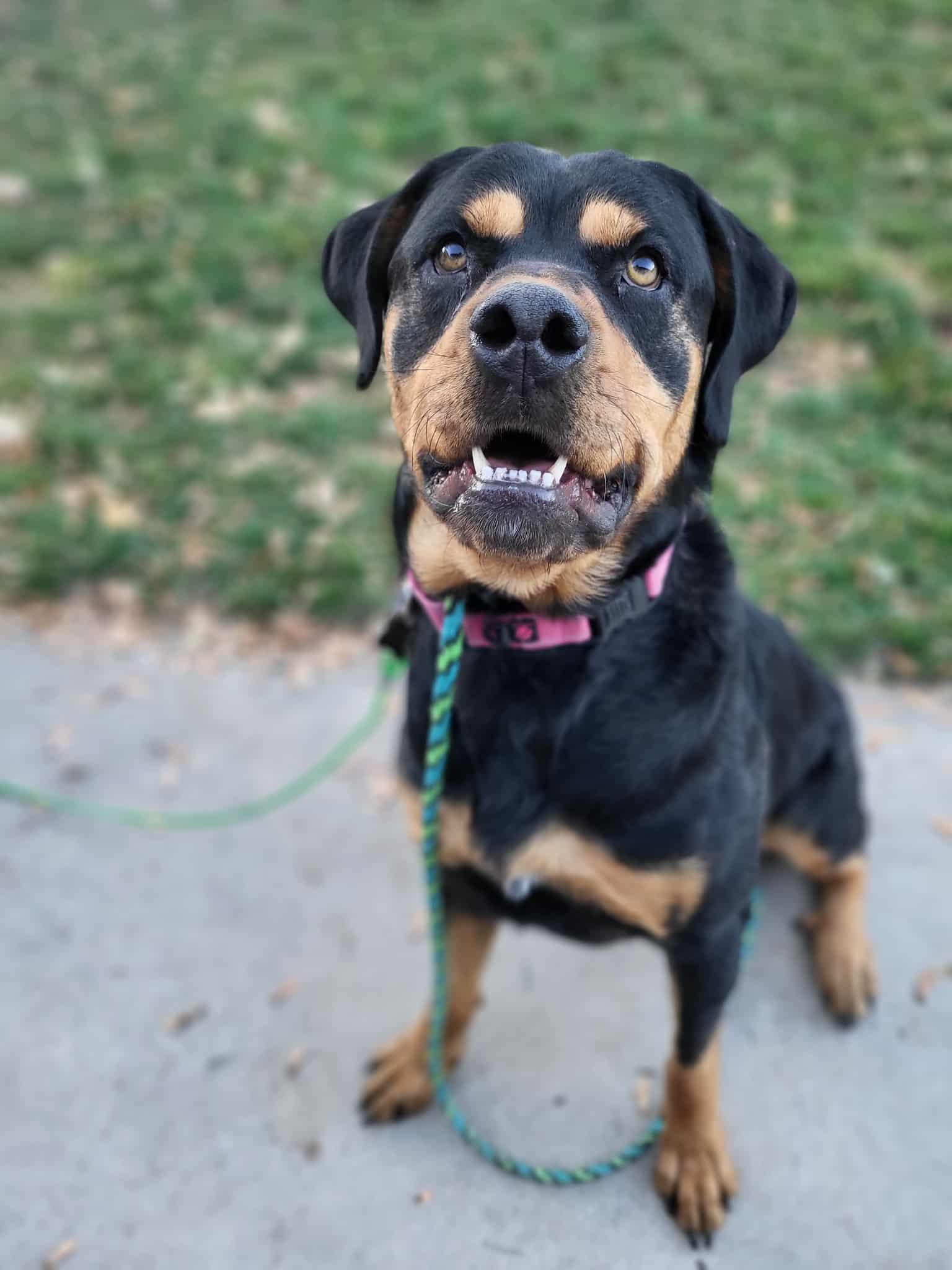 Urzila, Adoptable, Adult Female Rottweiler.