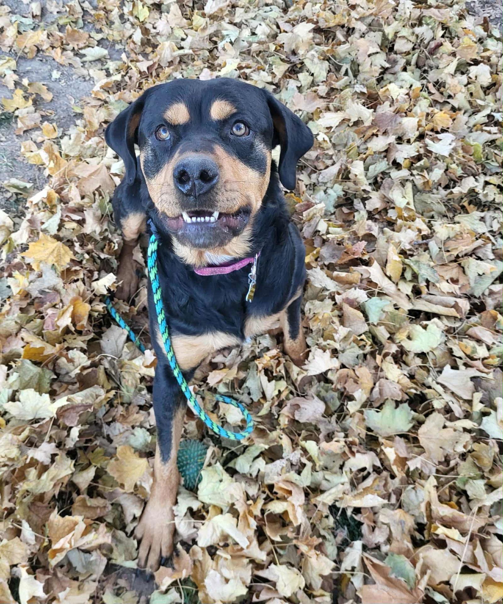 Enlarge Urzila, a Adoptable Rottweiler in Salt Lake City, UT image 3/3
