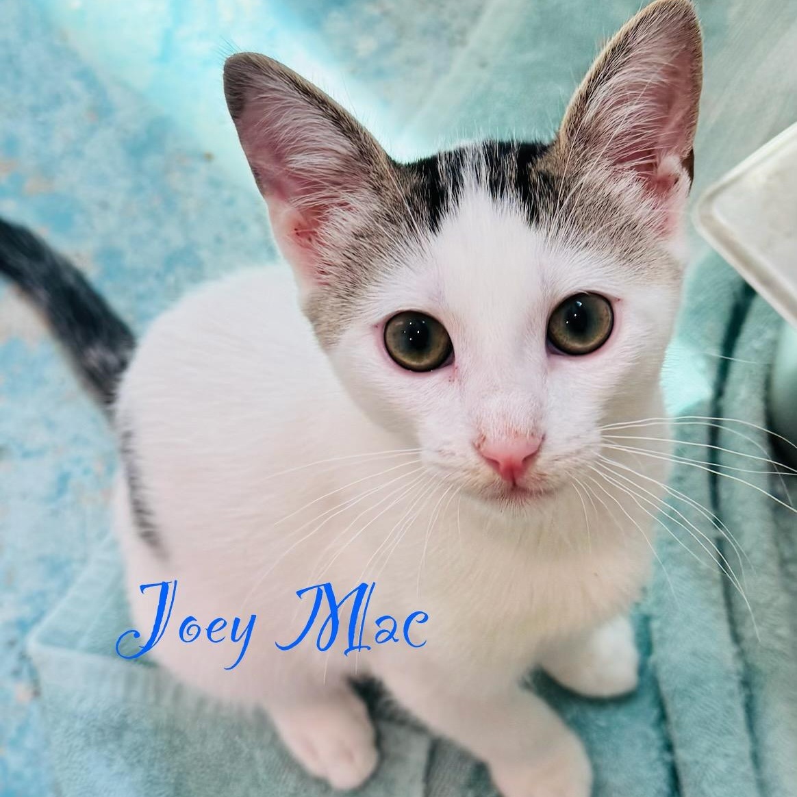 Enlarge Joey Mac the most precious kitten, a Adoptable mixed breed in Lockhart, TX image 1/1