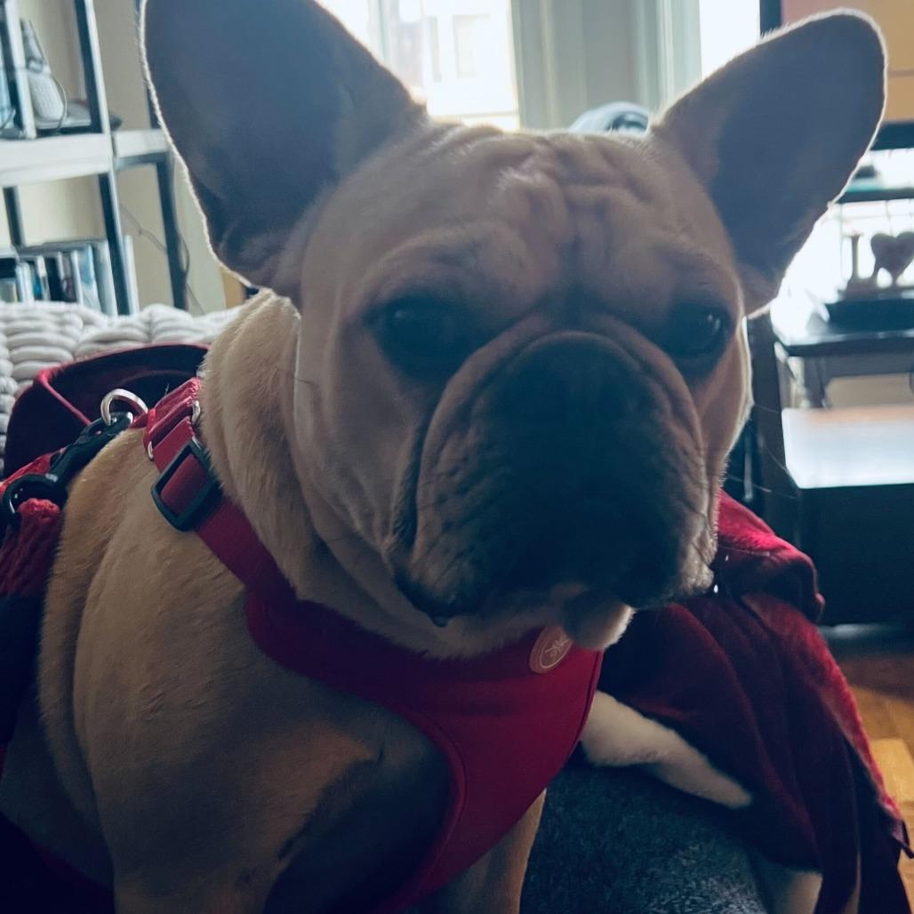 Enlarge Orson, a Adoptable French Bulldog in Pacifica, CA image 1/2