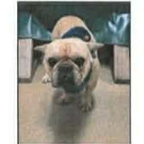 Enlarge Orson, a Adoptable French Bulldog in Pacifica, CA image 2/2