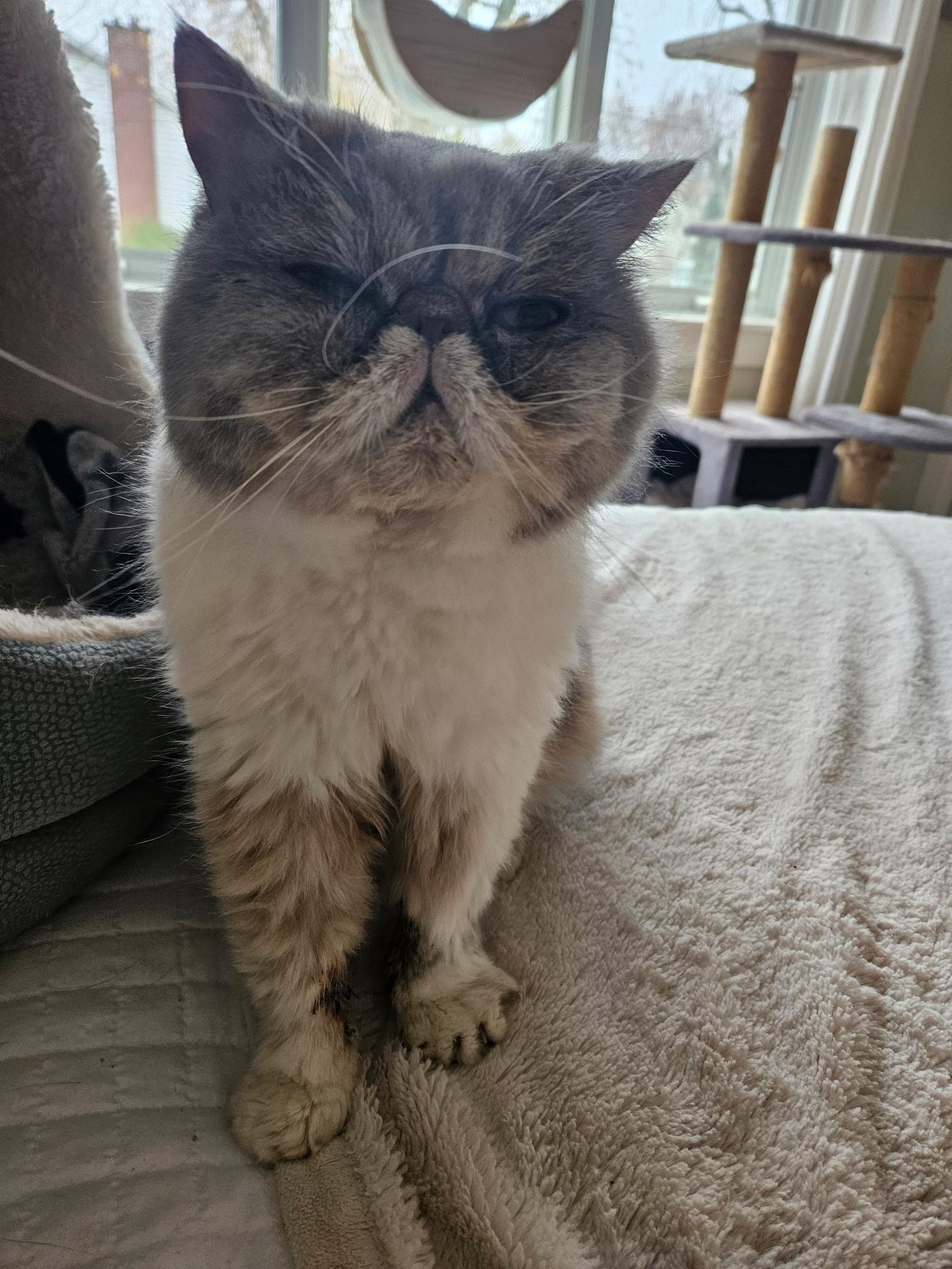 Frannie, Adoptable, Senior Female Exotic Shorthair.