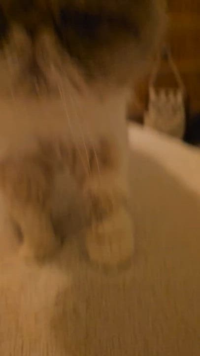 Enlarge Frannie, a Adoptable Exotic Shorthair in Kirkland, QC video 2/3