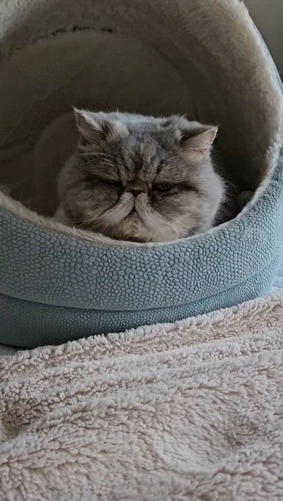 Enlarge Frannie, a Adoptable Exotic Shorthair in Kirkland, QC video 1/3