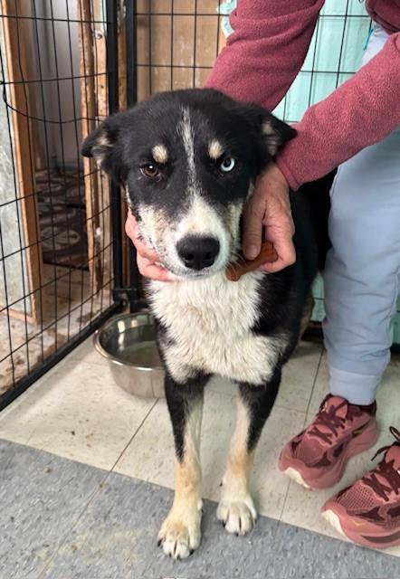 ASHLEY, Adoptable, Young Female Siberian Husky & Mixed Breed.