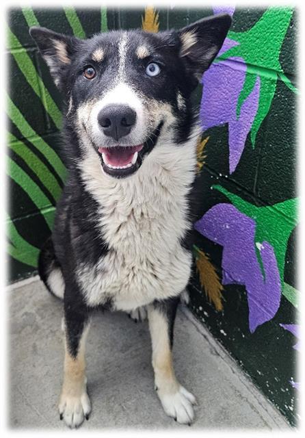 ASHLEY, Adoptable, Young Female Siberian Husky & Mixed Breed.