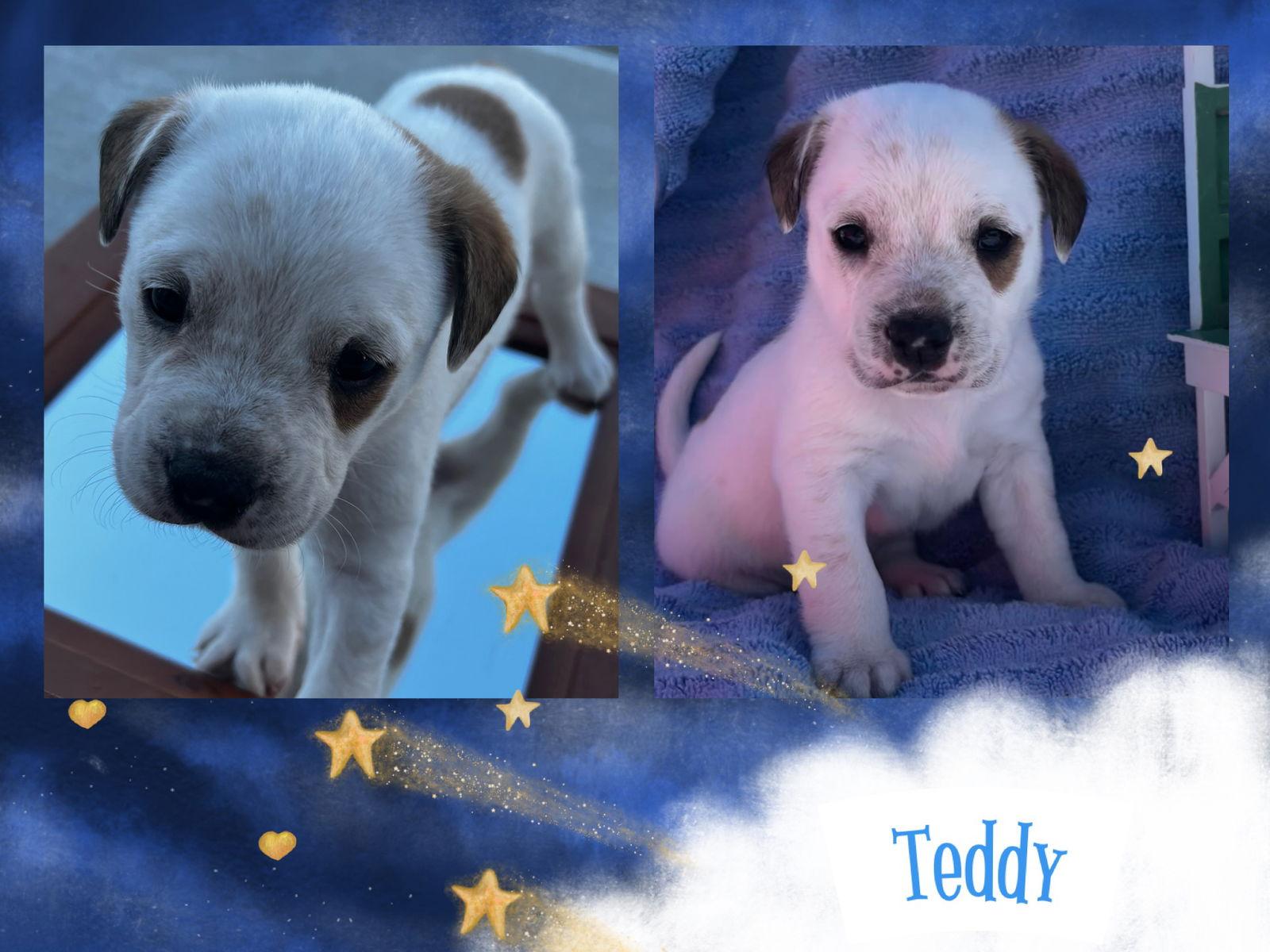 Teddy/Chip, Adopted, Puppy Male Mixed Breed.