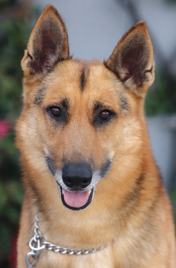 Enlarge *Baron von Aachen, a Adoptable German Shepherd Dog in Los Angeles, CA image 1/6