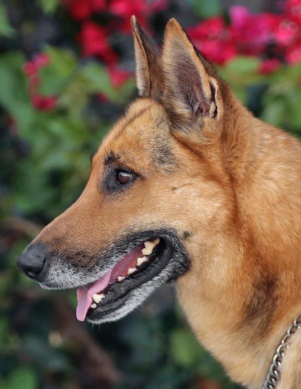 Enlarge *Baron von Aachen, a Adoptable German Shepherd Dog in Los Angeles, CA image 3/6