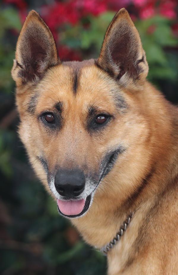Enlarge *Baron von Aachen, a Adoptable German Shepherd Dog in Los Angeles, CA image 4/6
