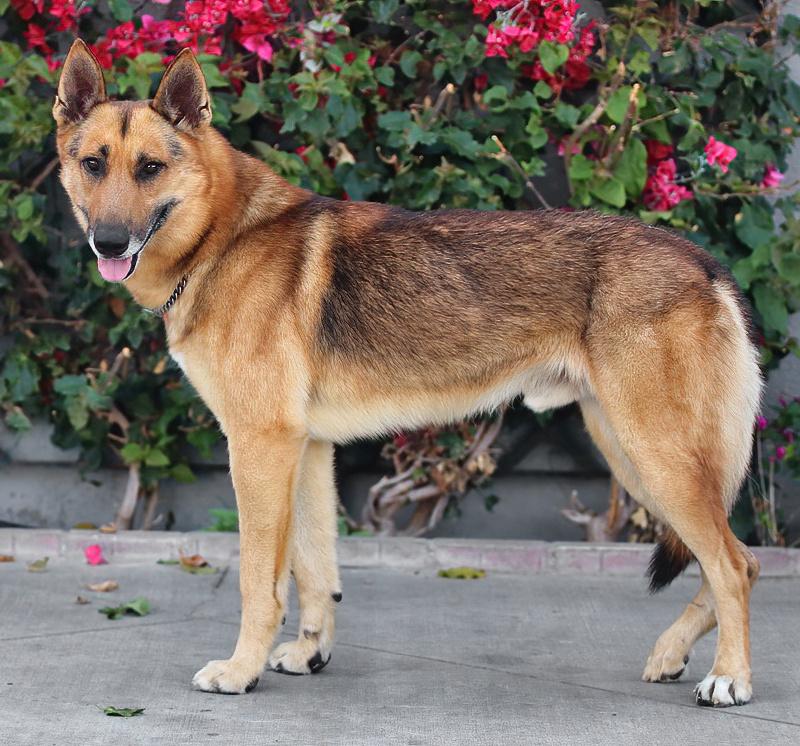 Enlarge *Baron von Aachen, a Adoptable German Shepherd Dog in Los Angeles, CA image 6/6