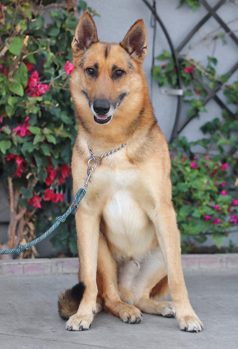 Enlarge *Baron von Aachen, a Adoptable German Shepherd Dog in Los Angeles, CA image 5/6