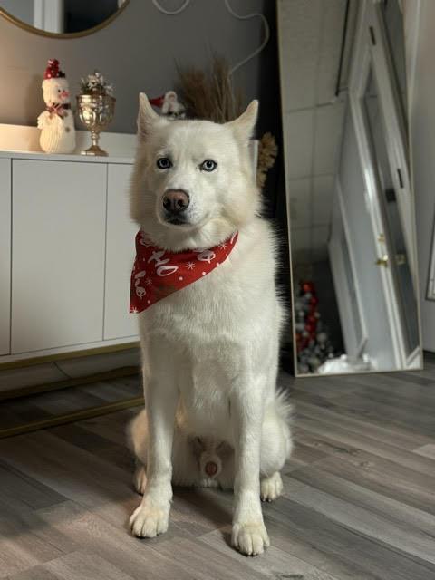 Cooper, ADOPTABLE, Young Male Siberian Husky.