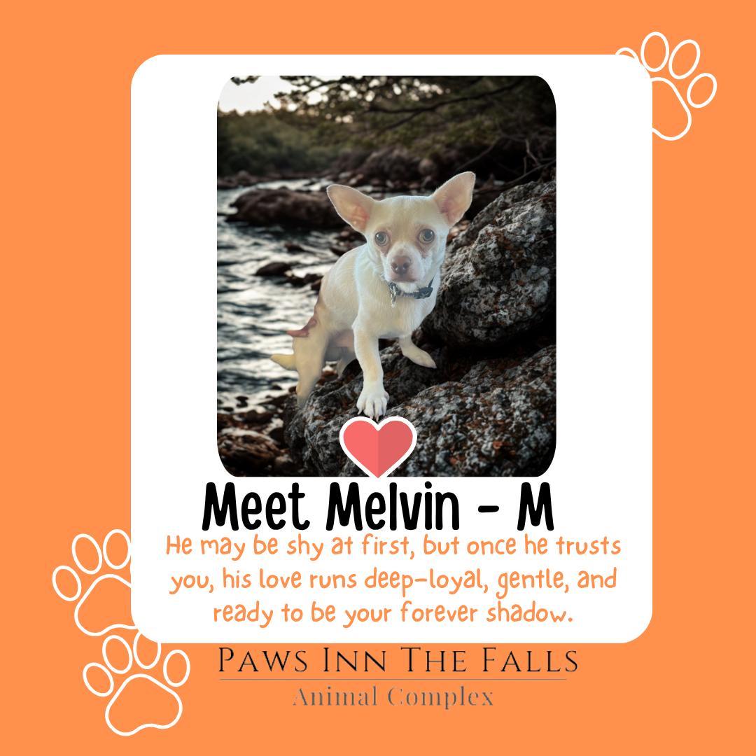 Melvin, Adoptable, Young Male Chihuahua.