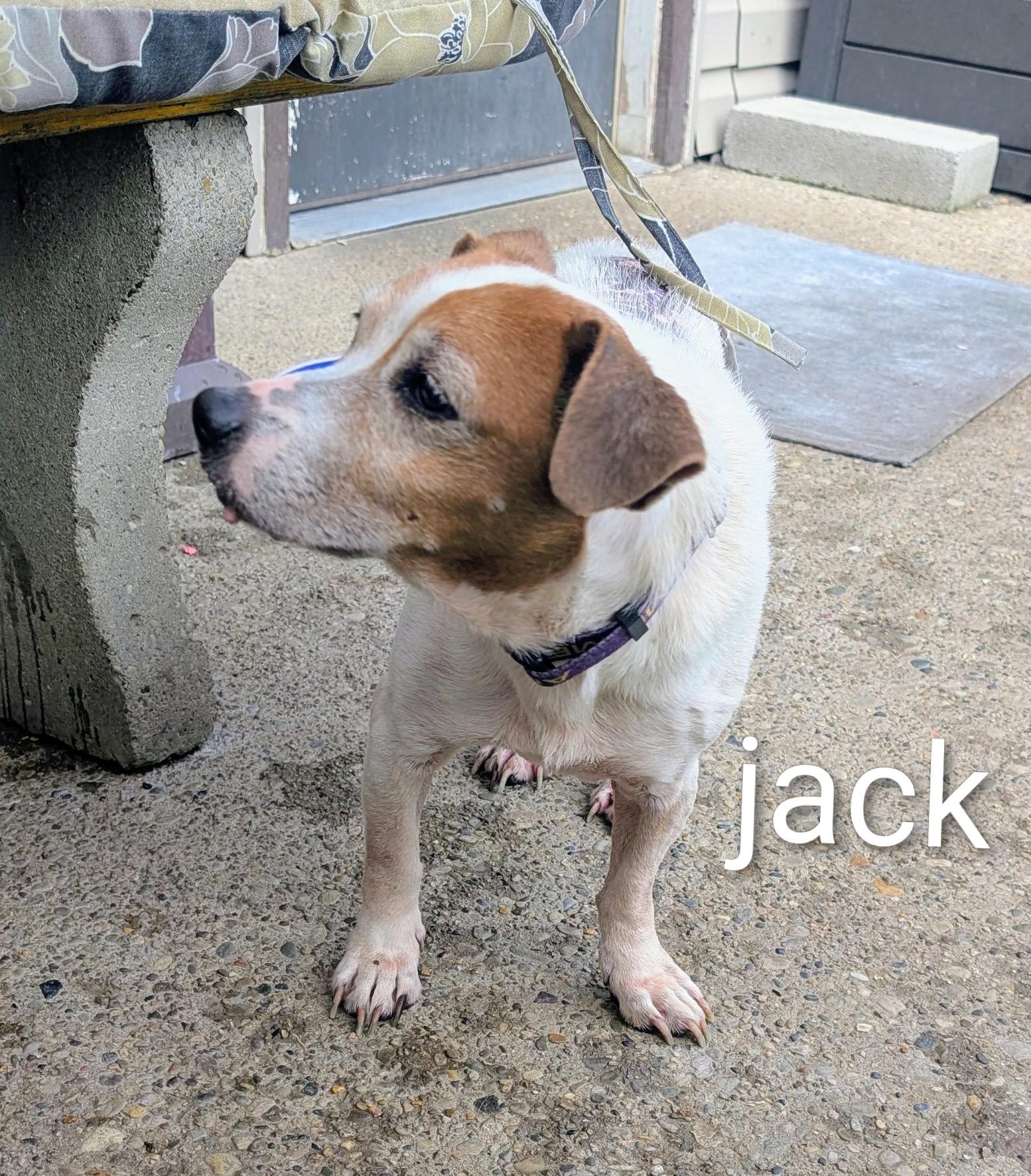 Enlarge Jill of Jack and Jill, a Adoptable Jack Russell Terrier in Amelia, OH image 5/6