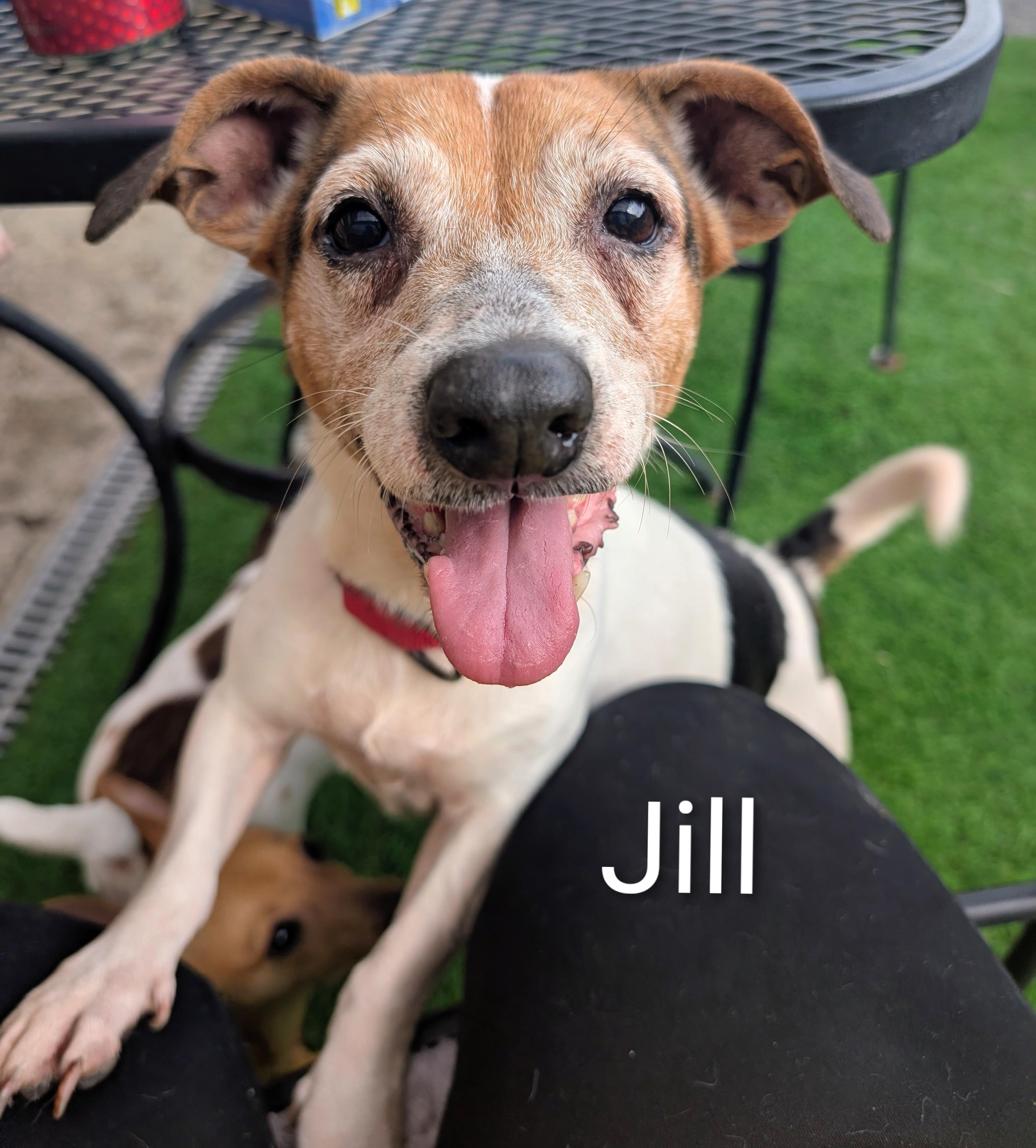 Enlarge Jill of Jack and Jill, a Adoptable Jack Russell Terrier in Amelia, OH image 3/6
