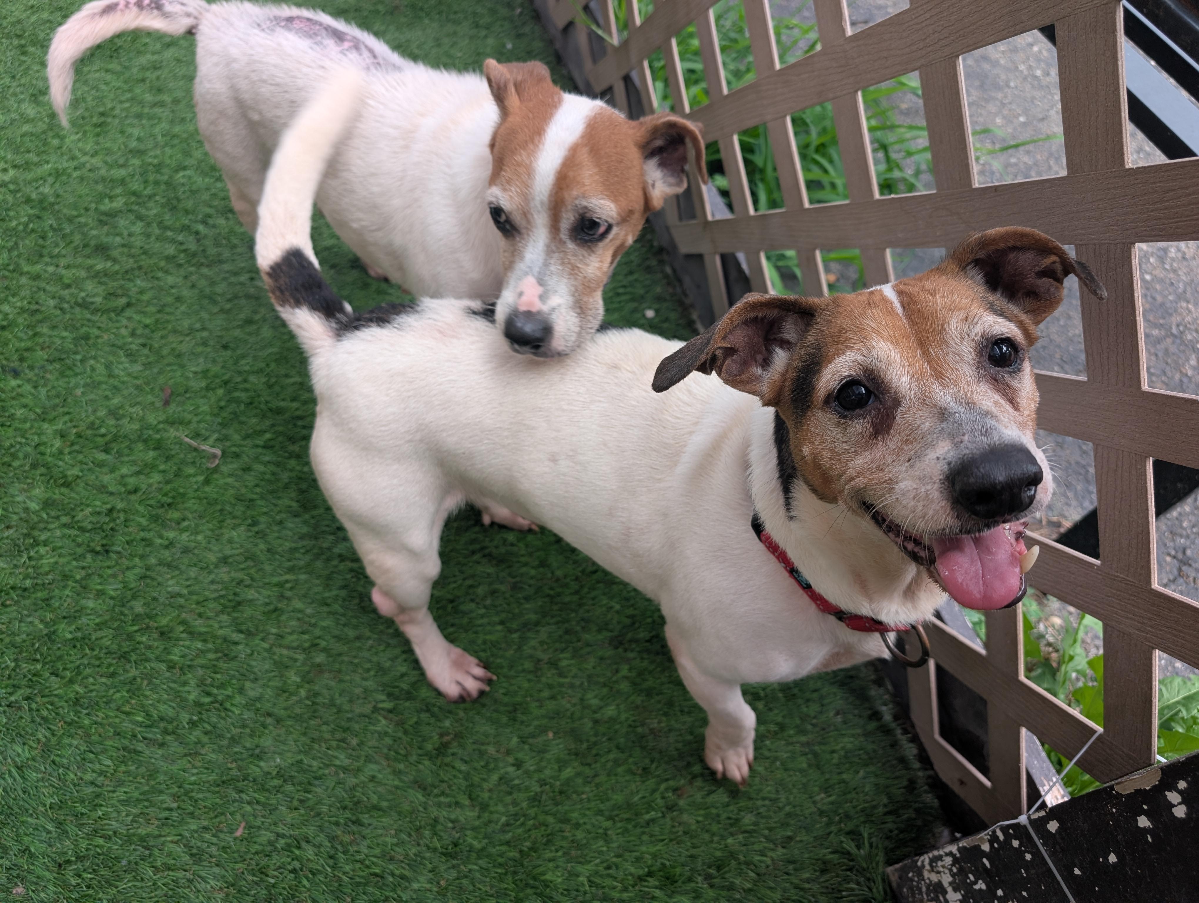 Enlarge Jill of Jack and Jill, a Adoptable Jack Russell Terrier in Amelia, OH image 6/6