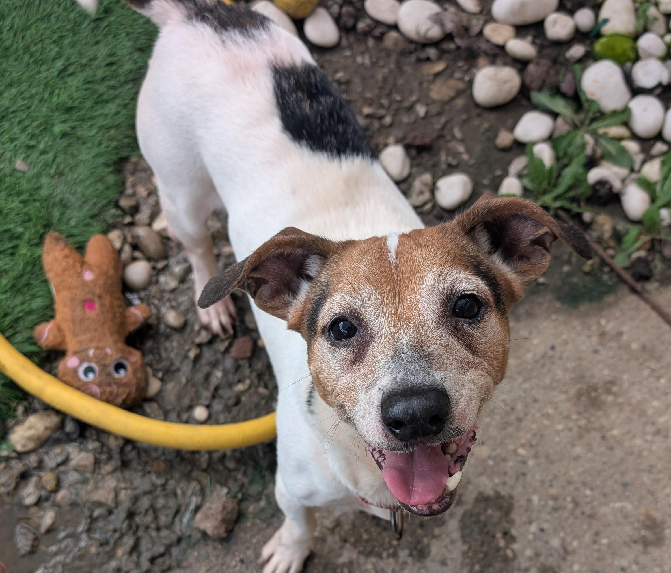 Enlarge Jill of Jack and Jill, a Adoptable Jack Russell Terrier in Amelia, OH image 2/6