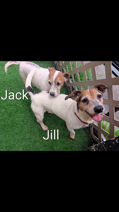 Enlarge Jill of Jack and Jill, a Adoptable Jack Russell Terrier in Amelia, OH video 1/6